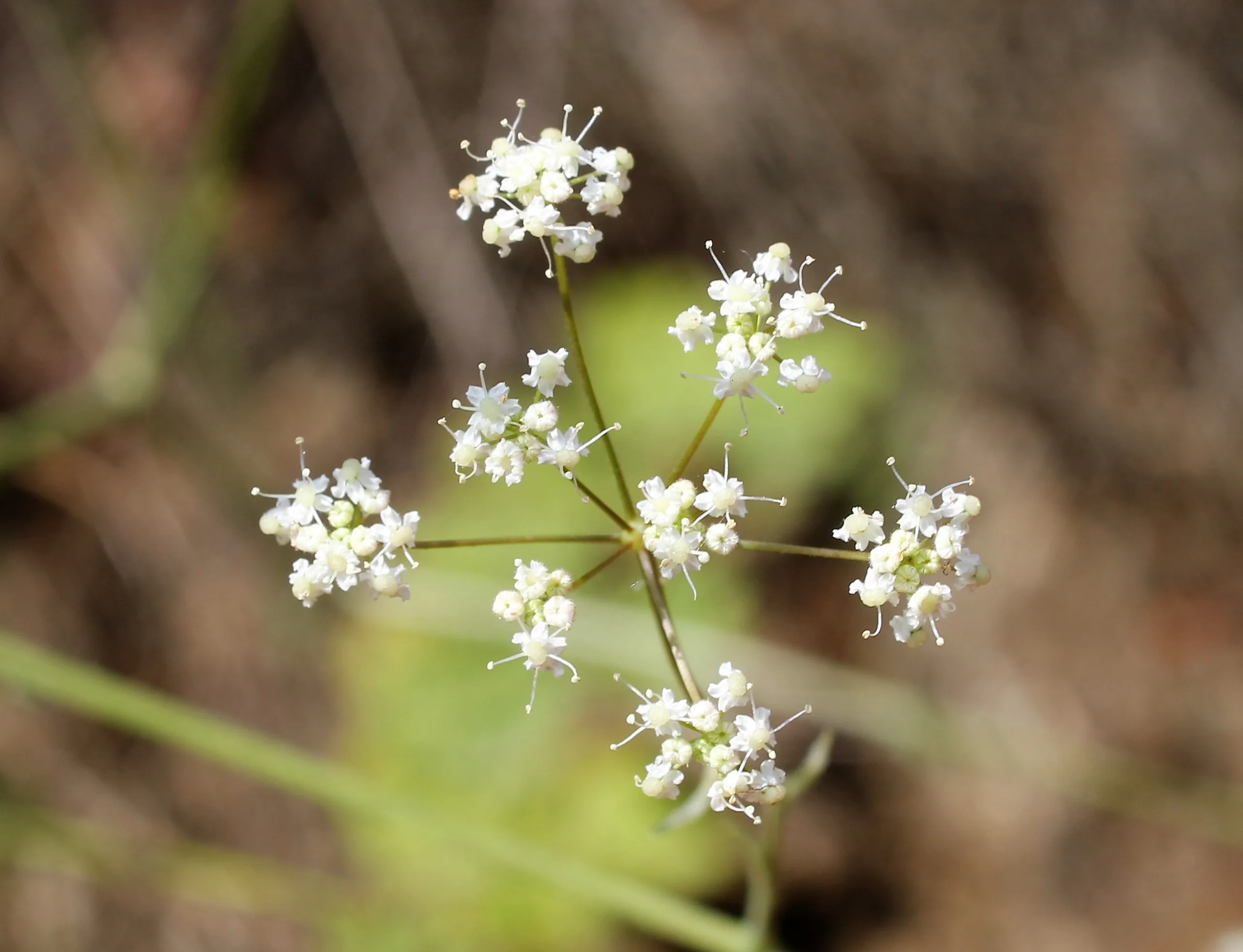 Pimpinella saxifraga