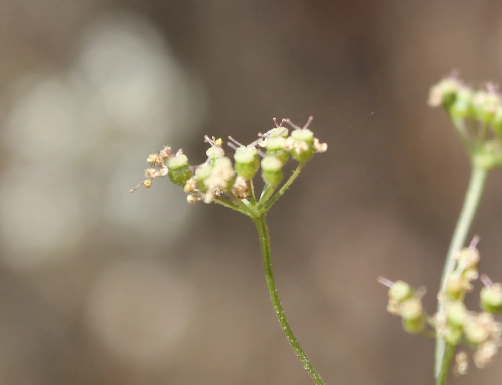 Pimpinella saxifraga