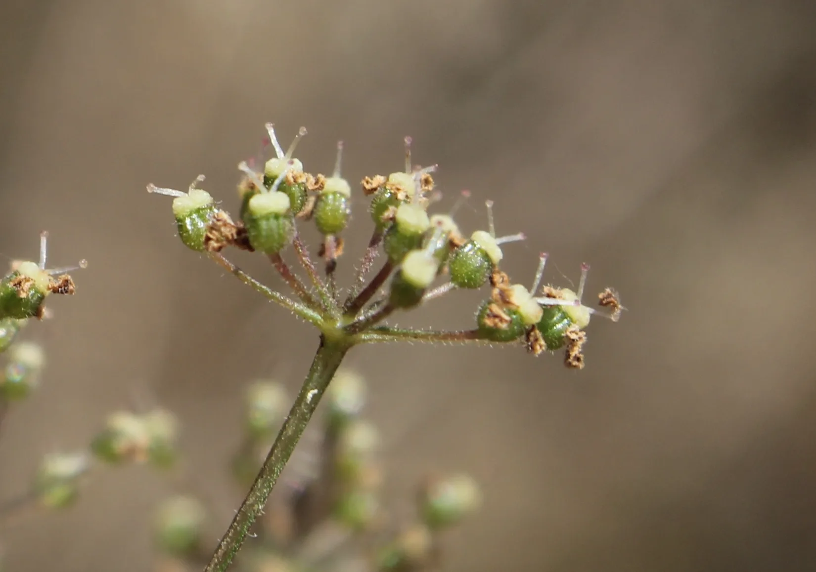 Pimpinella saxifraga