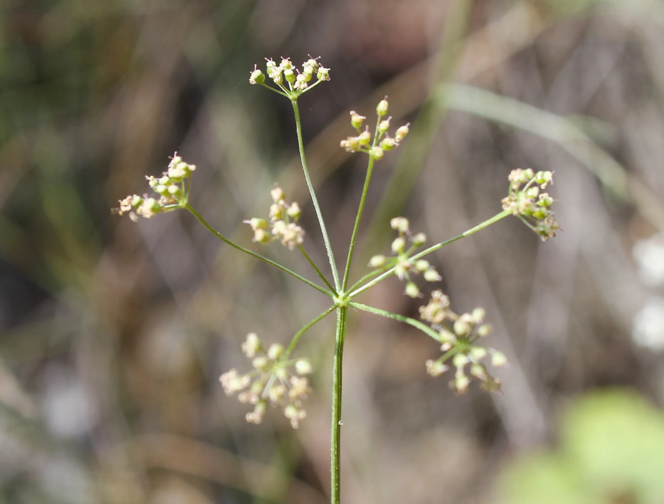 Pimpinella saxifraga