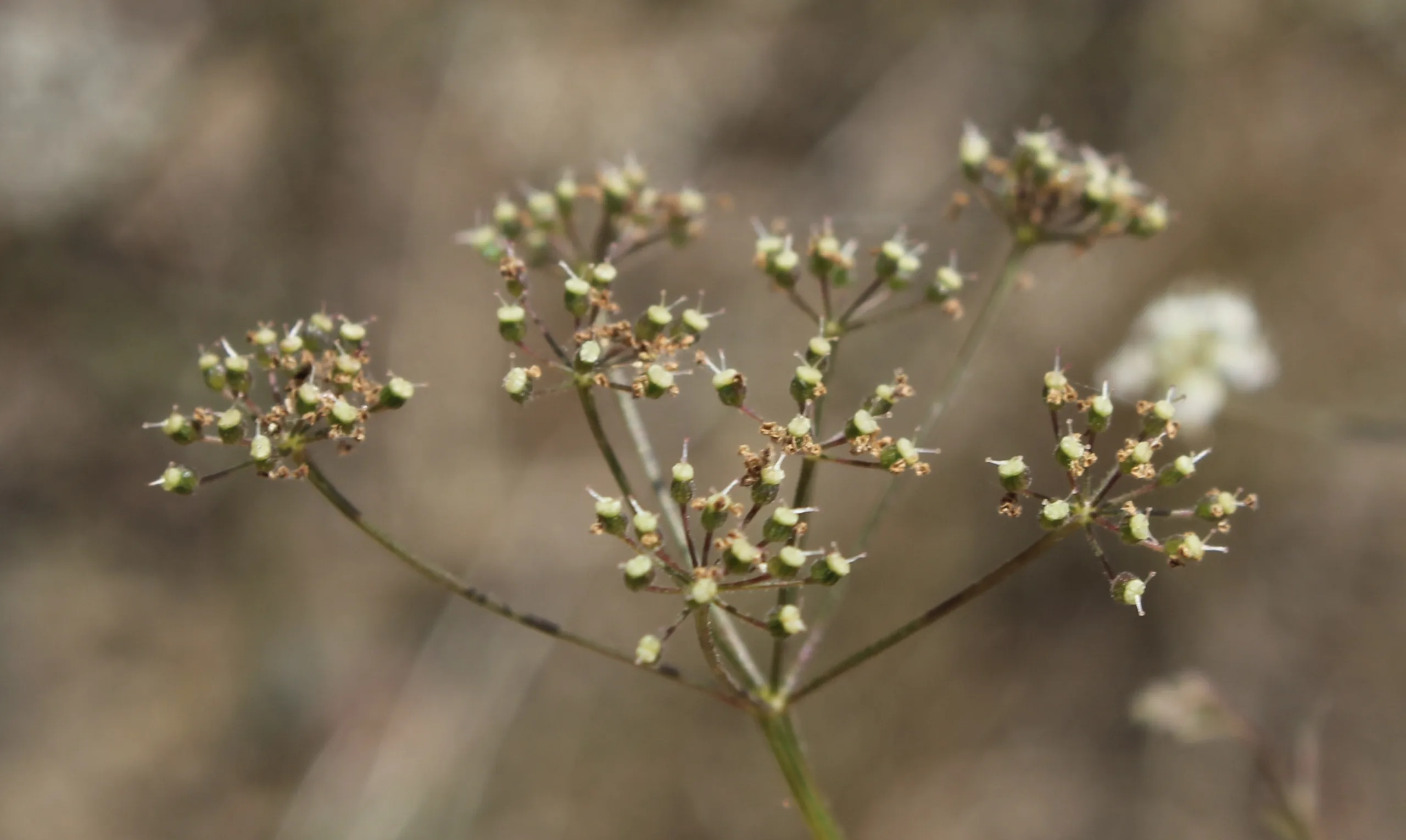 Pimpinella saxifraga