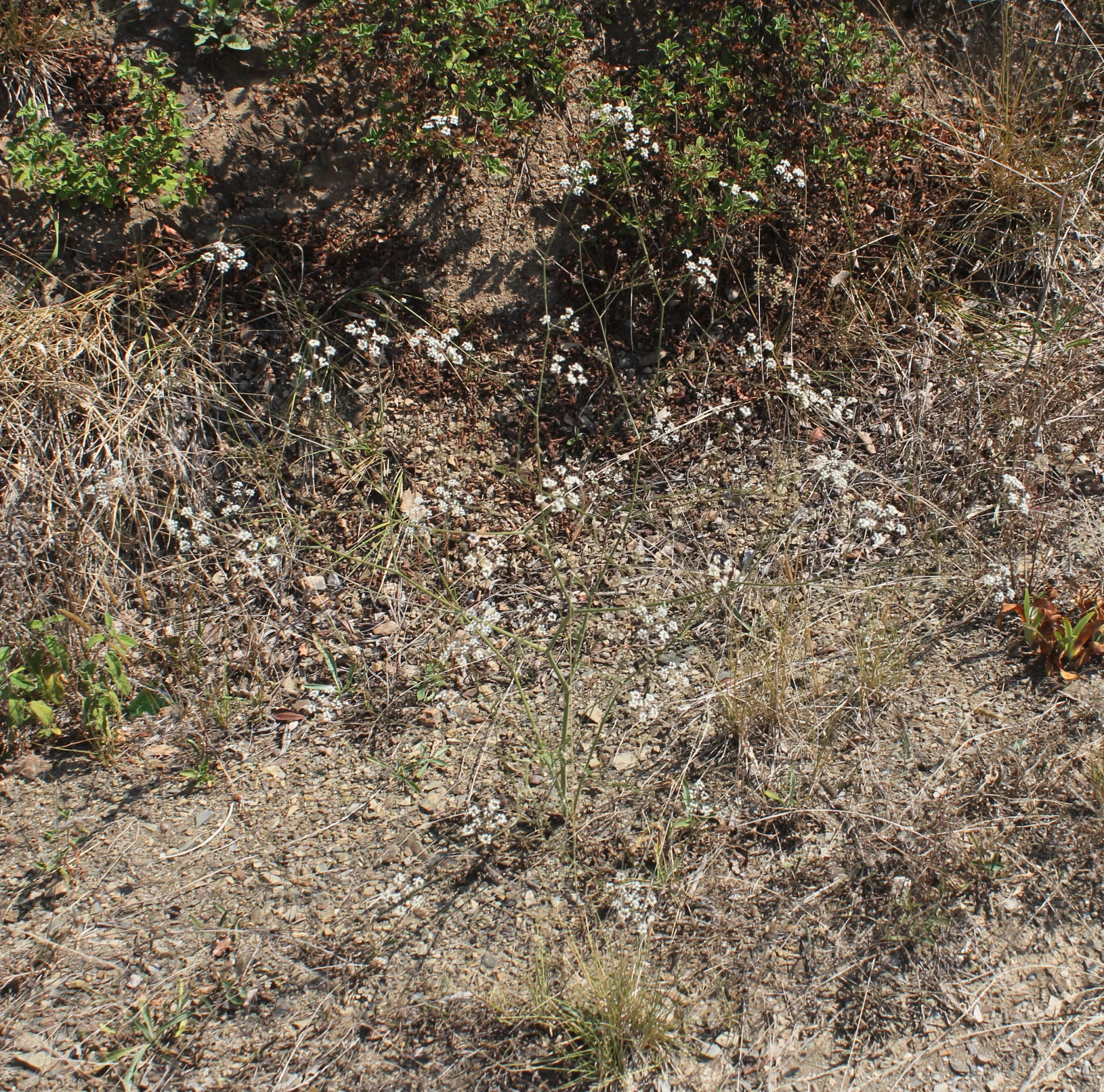 Pimpinella saxifraga