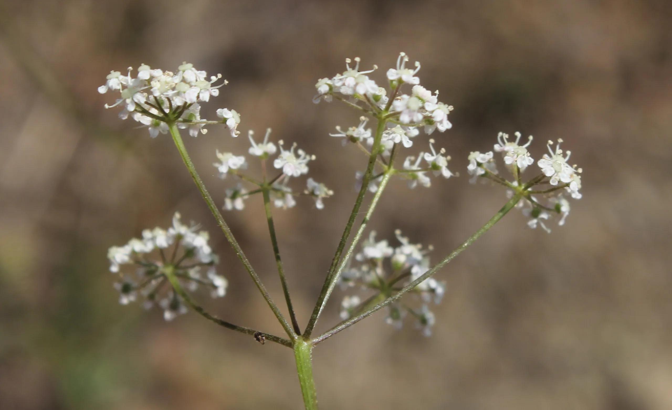 Pimpinella saxifraga