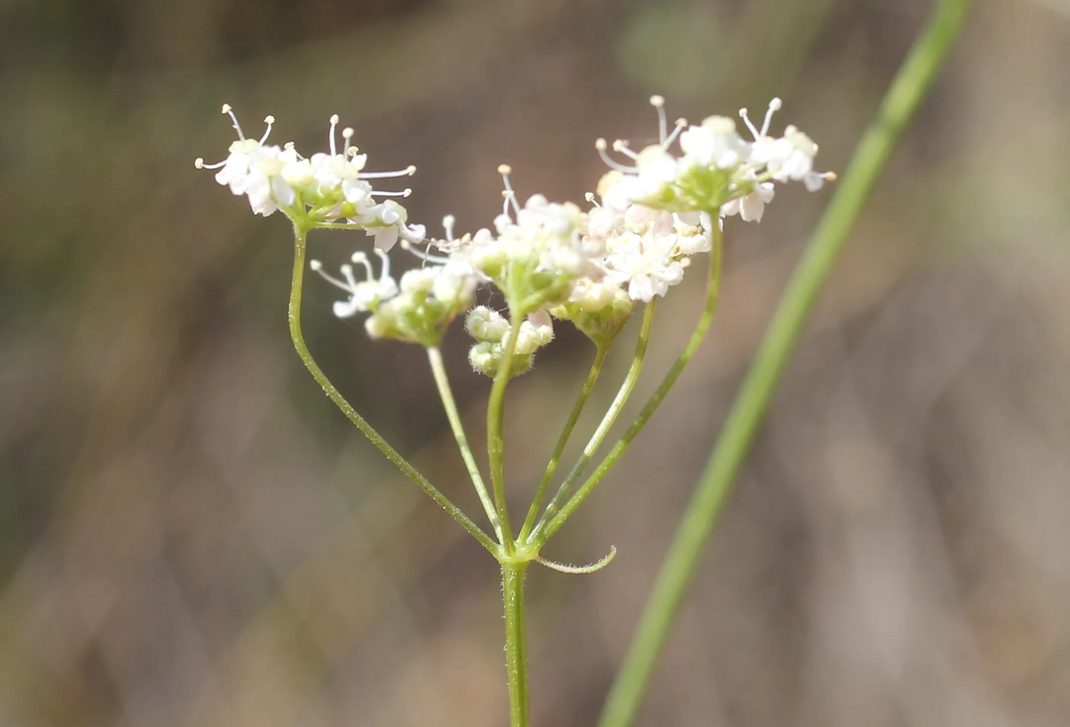 Pimpinella saxifraga