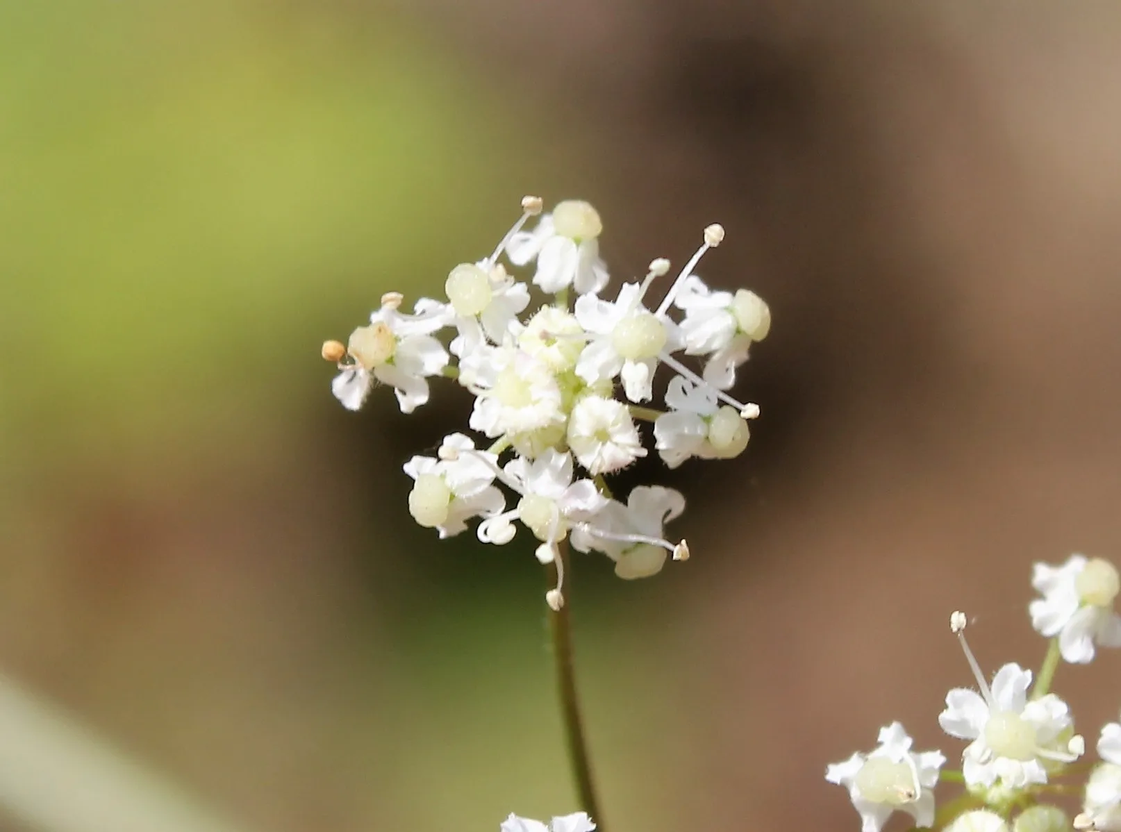 Pimpinella saxifraga