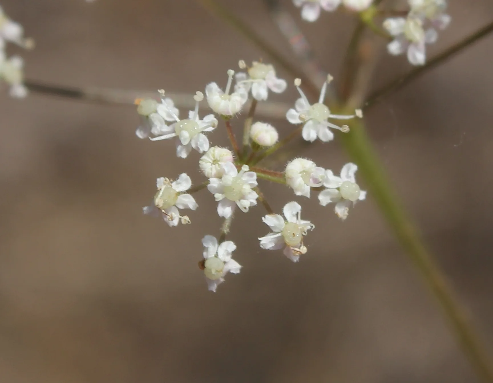 Pimpinella saxifraga