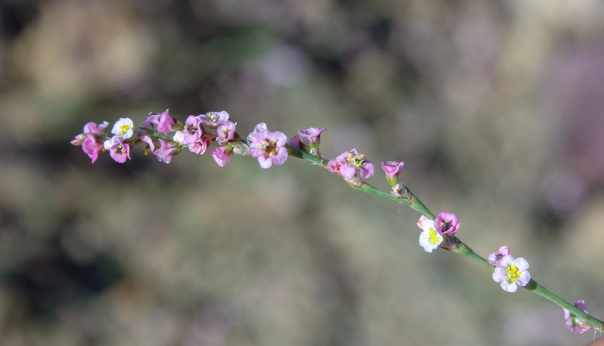 Polygonum arenarium