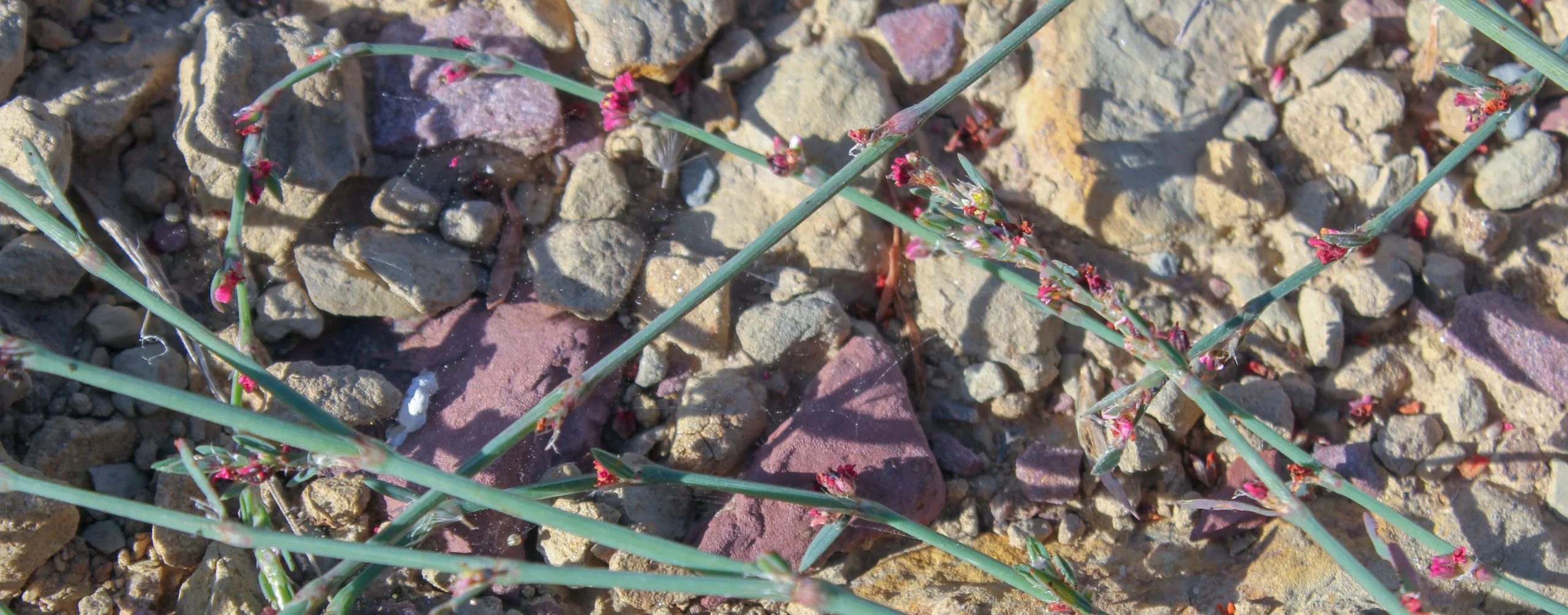 Polygonum arenarium