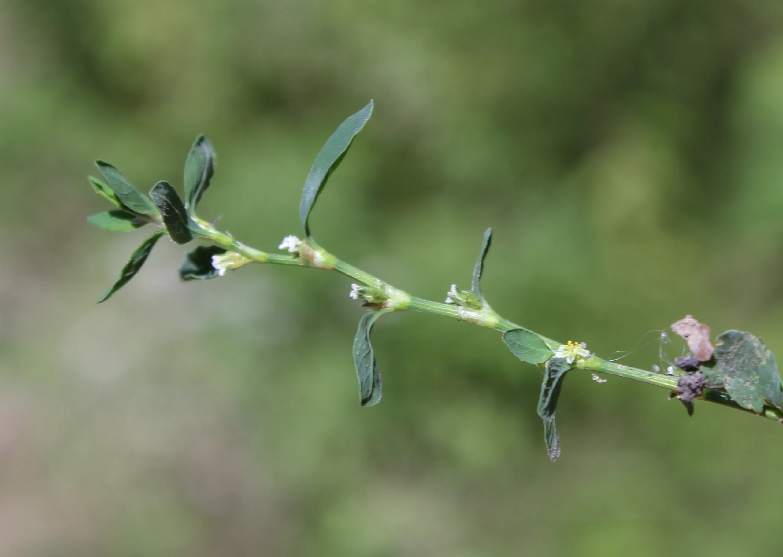Polygonum aviculare