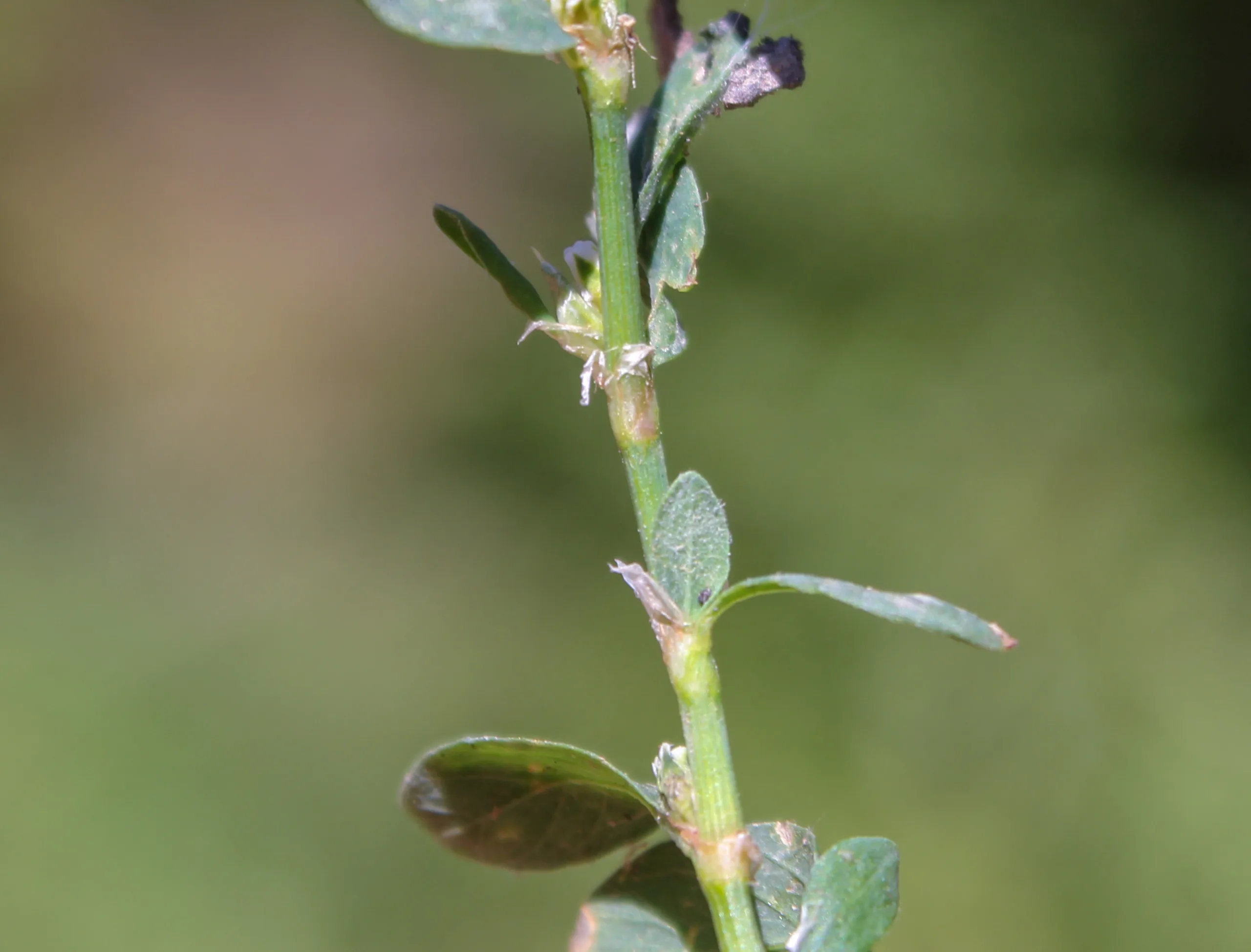 Polygonum aviculare