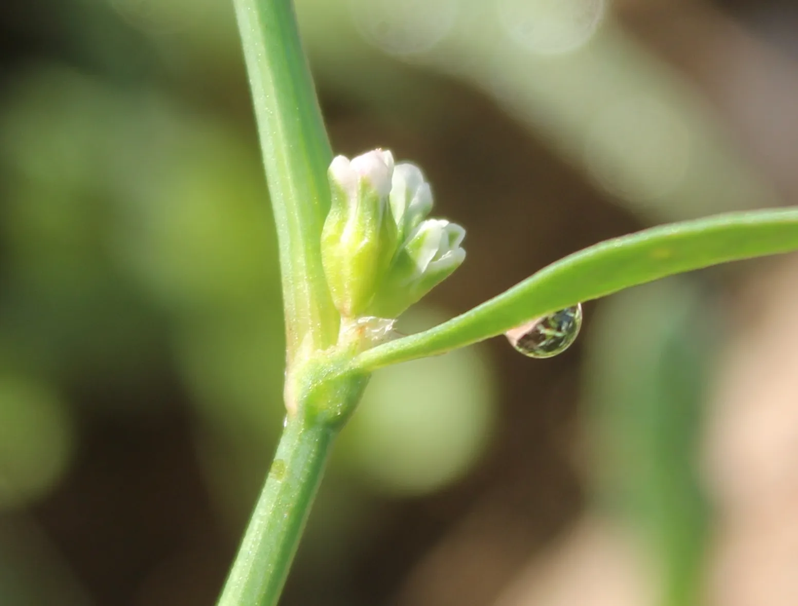 Polygonum aviculare