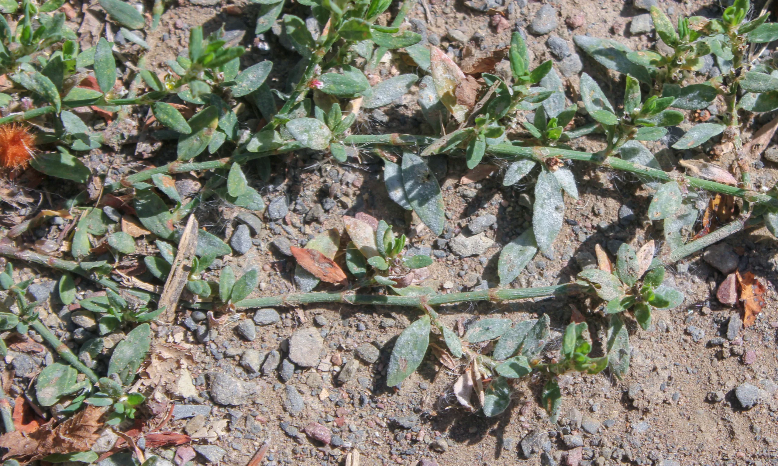 Polygonum aviculare