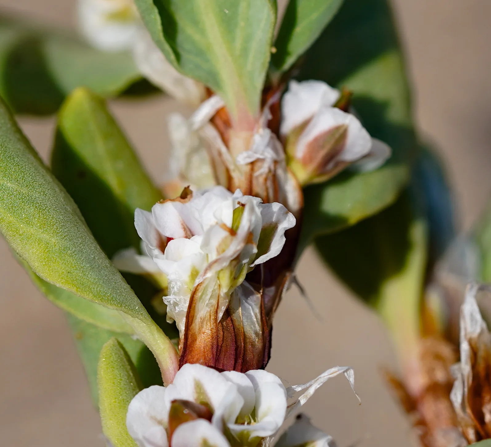 Polygonum maritimum