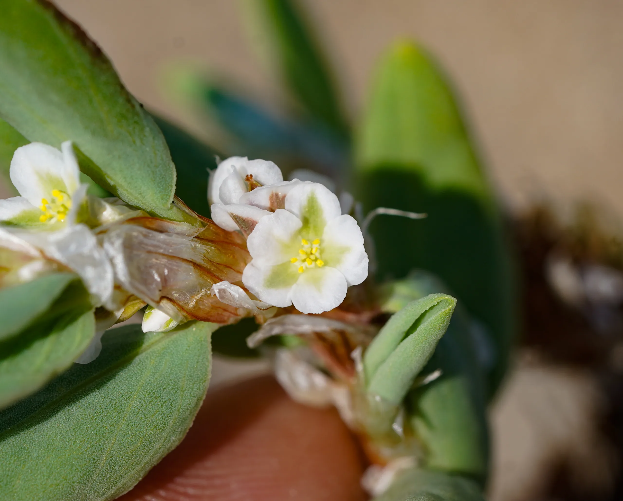 Polygonum maritimum (Sicimlik)