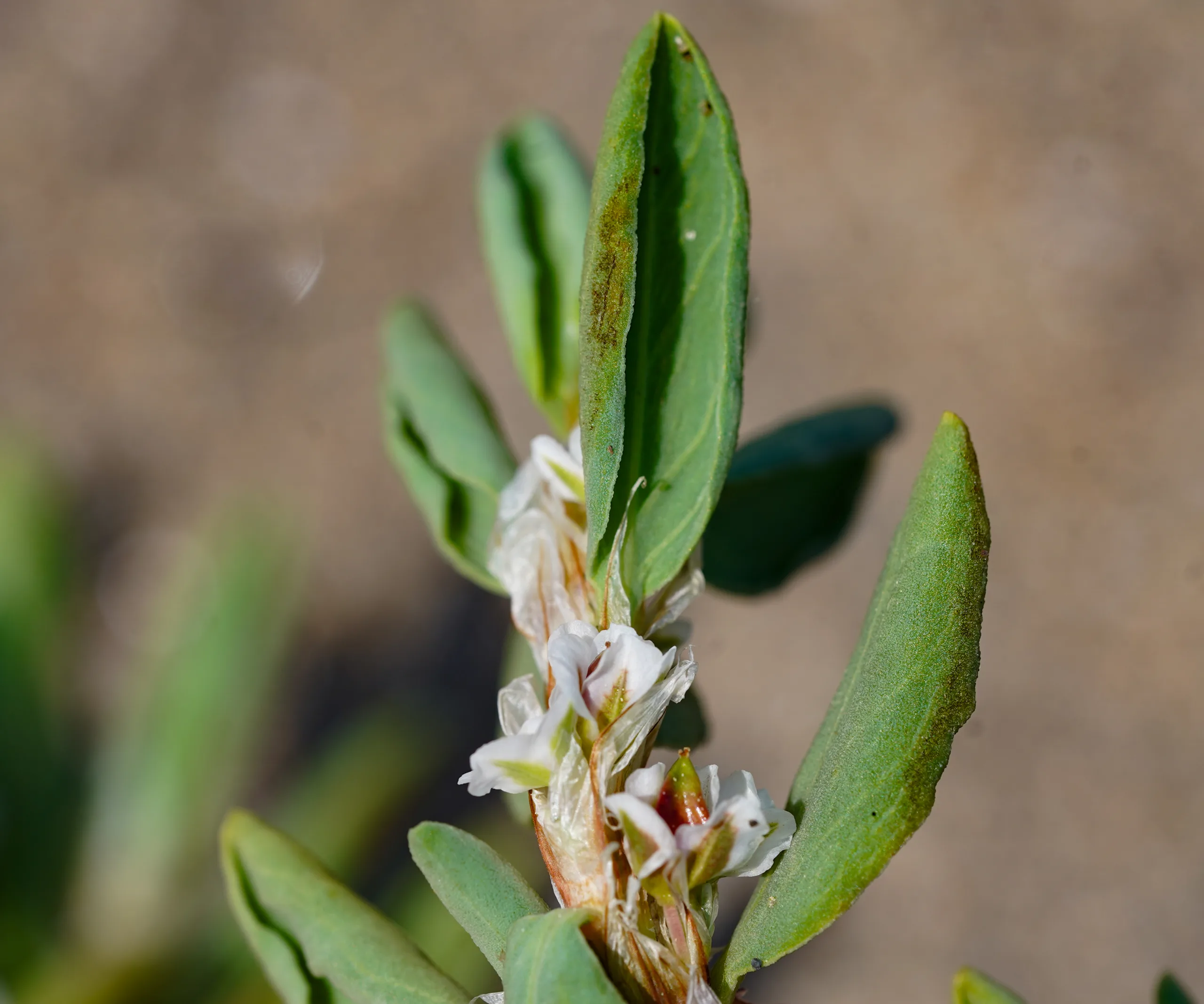 Polygonum maritimum