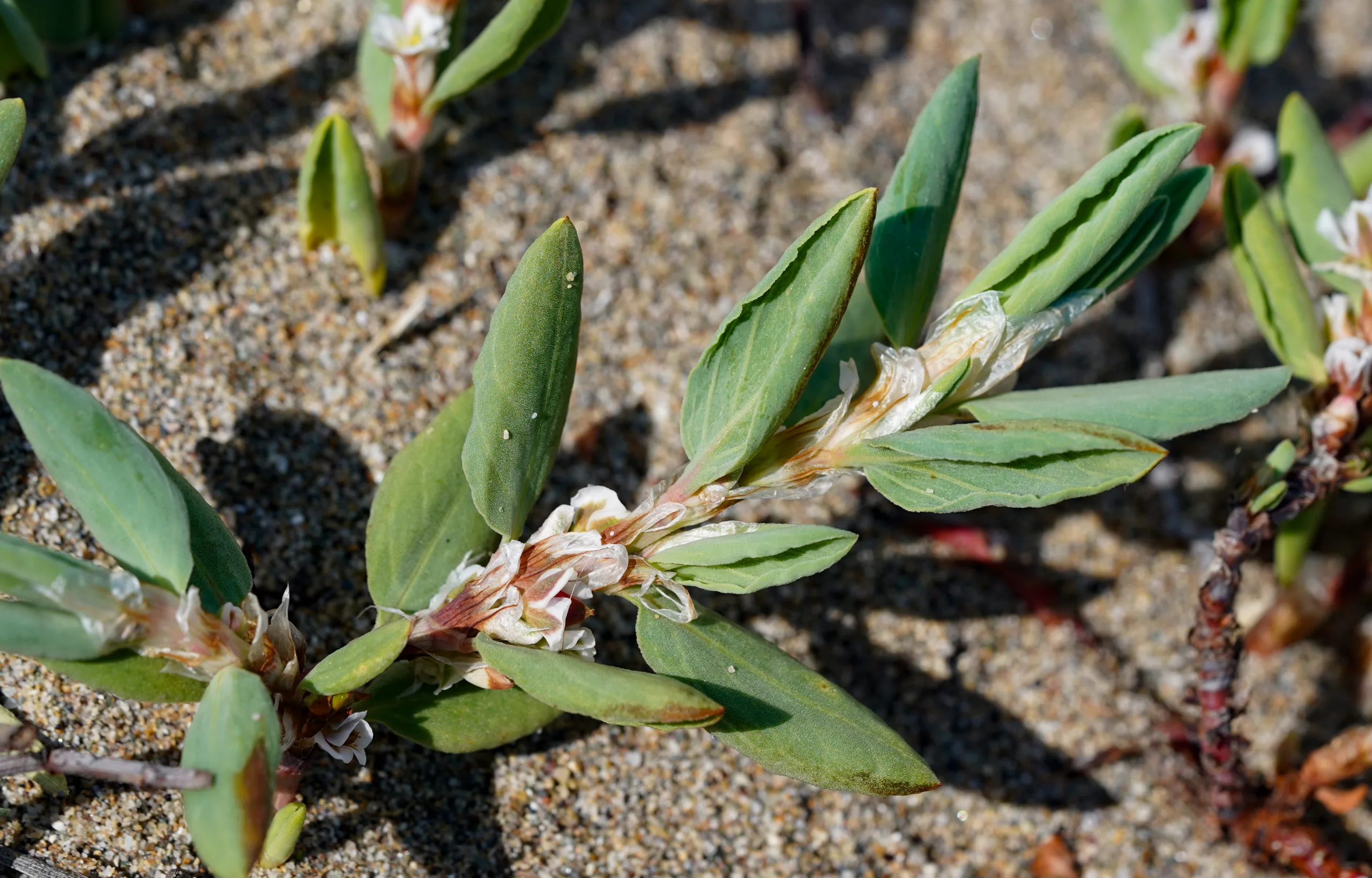Polygonum maritimum