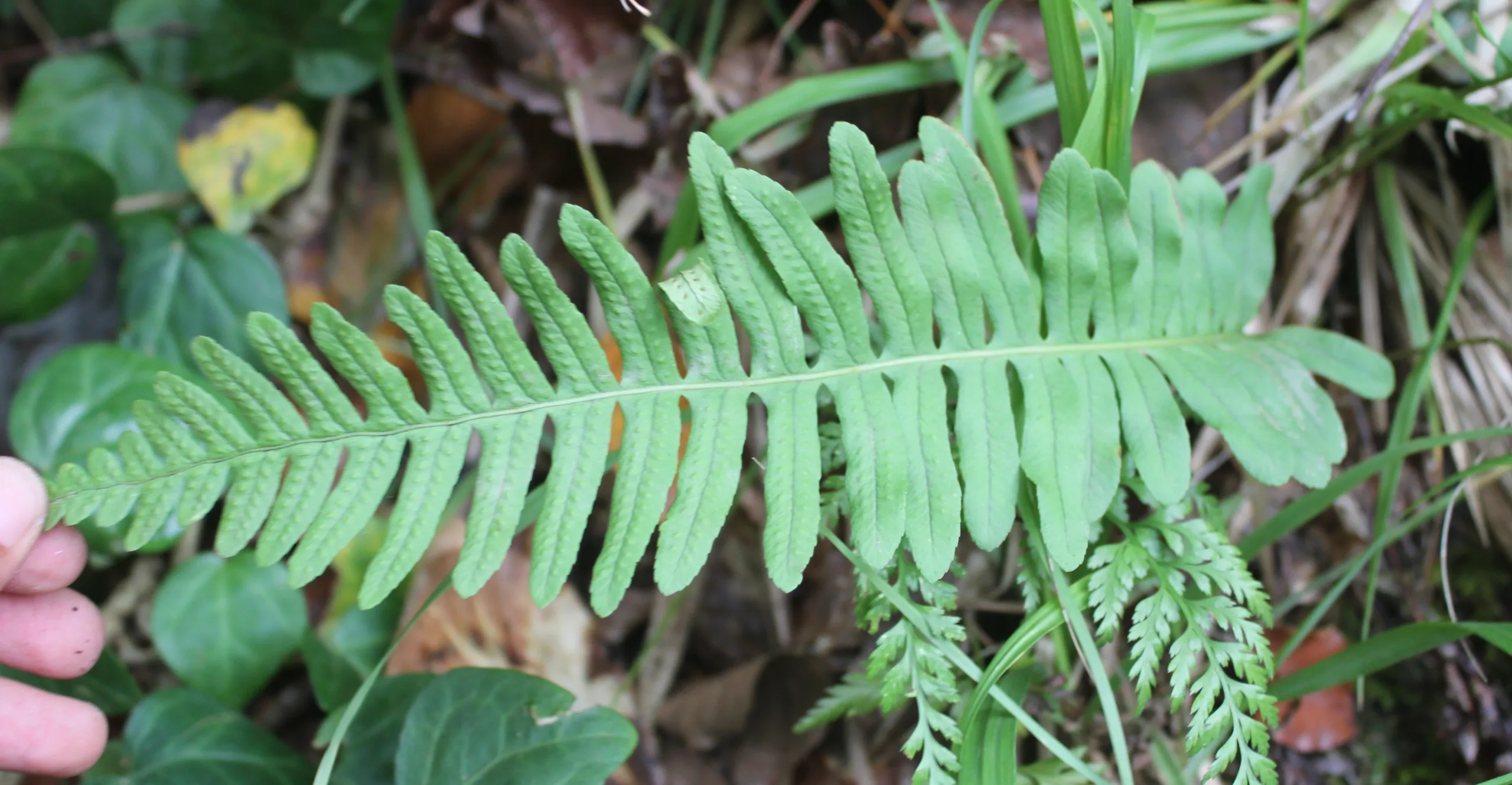 Polypodium interjectum