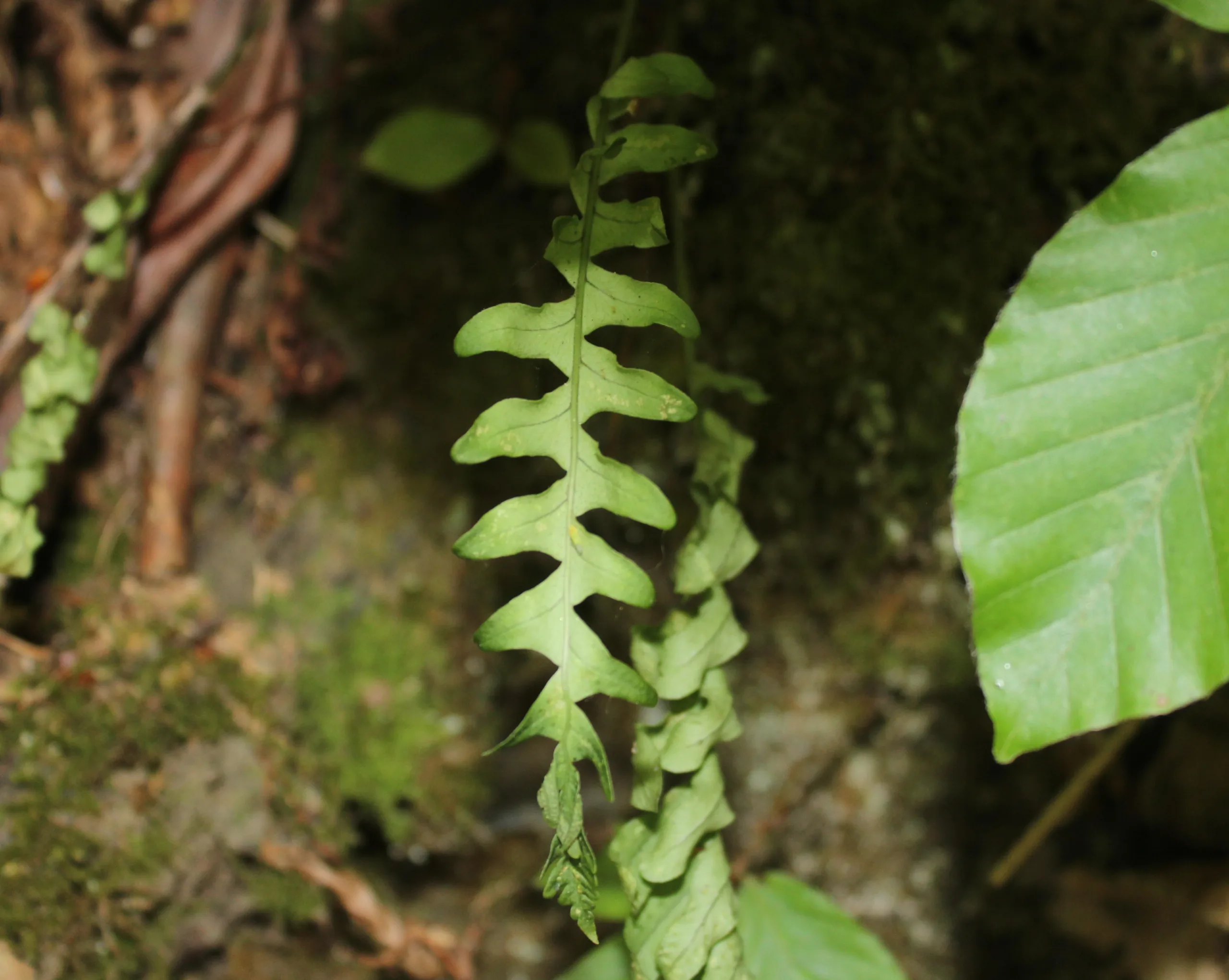 Polypodium interjectum