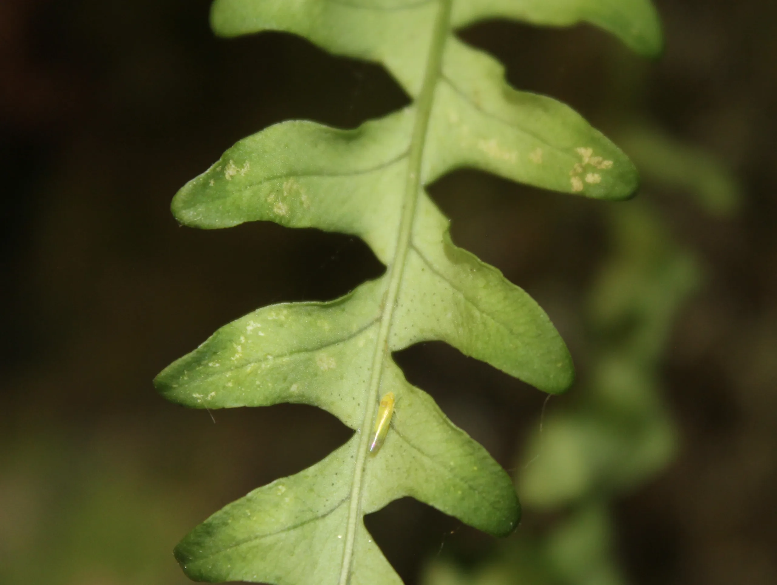Polypodium interjectum