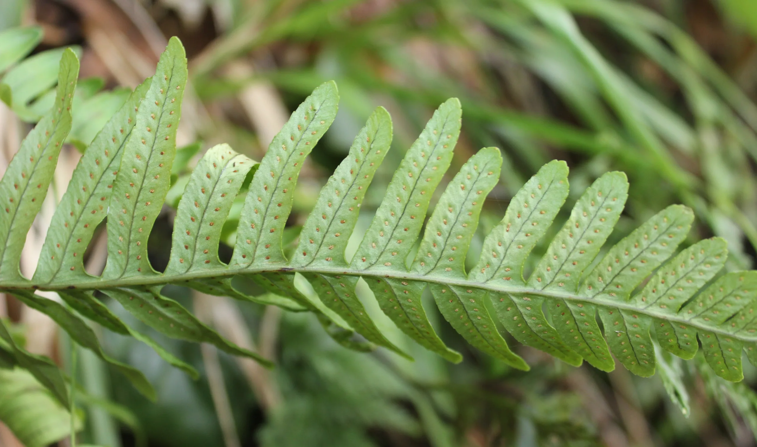 Polypodium interjectum