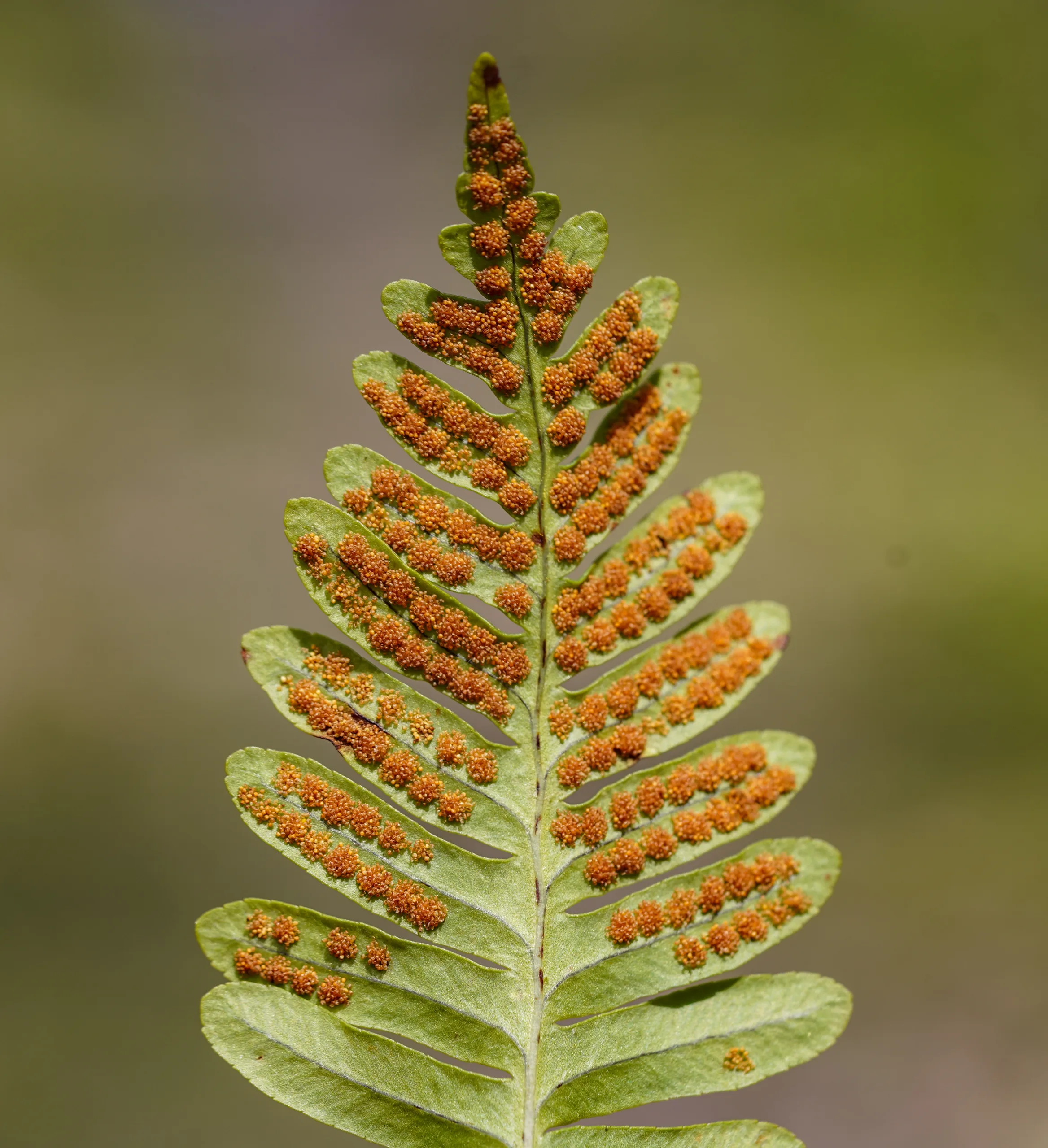 Polypodium vulgare