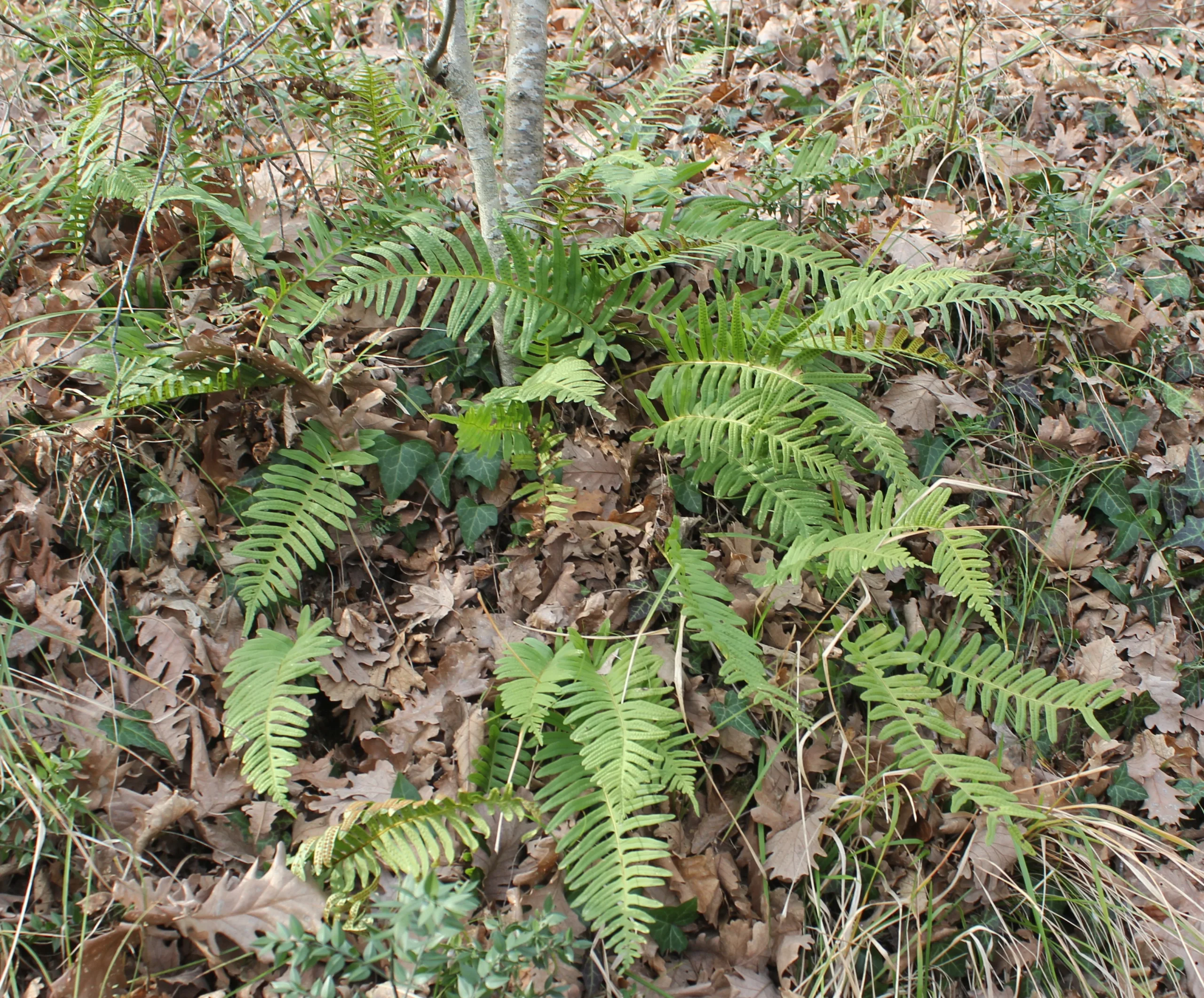 Polypodium vulgare