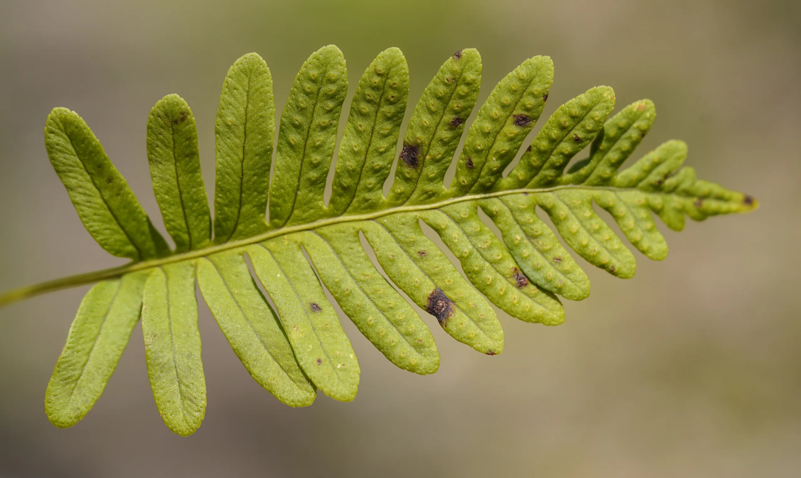 Polypodium vulgare