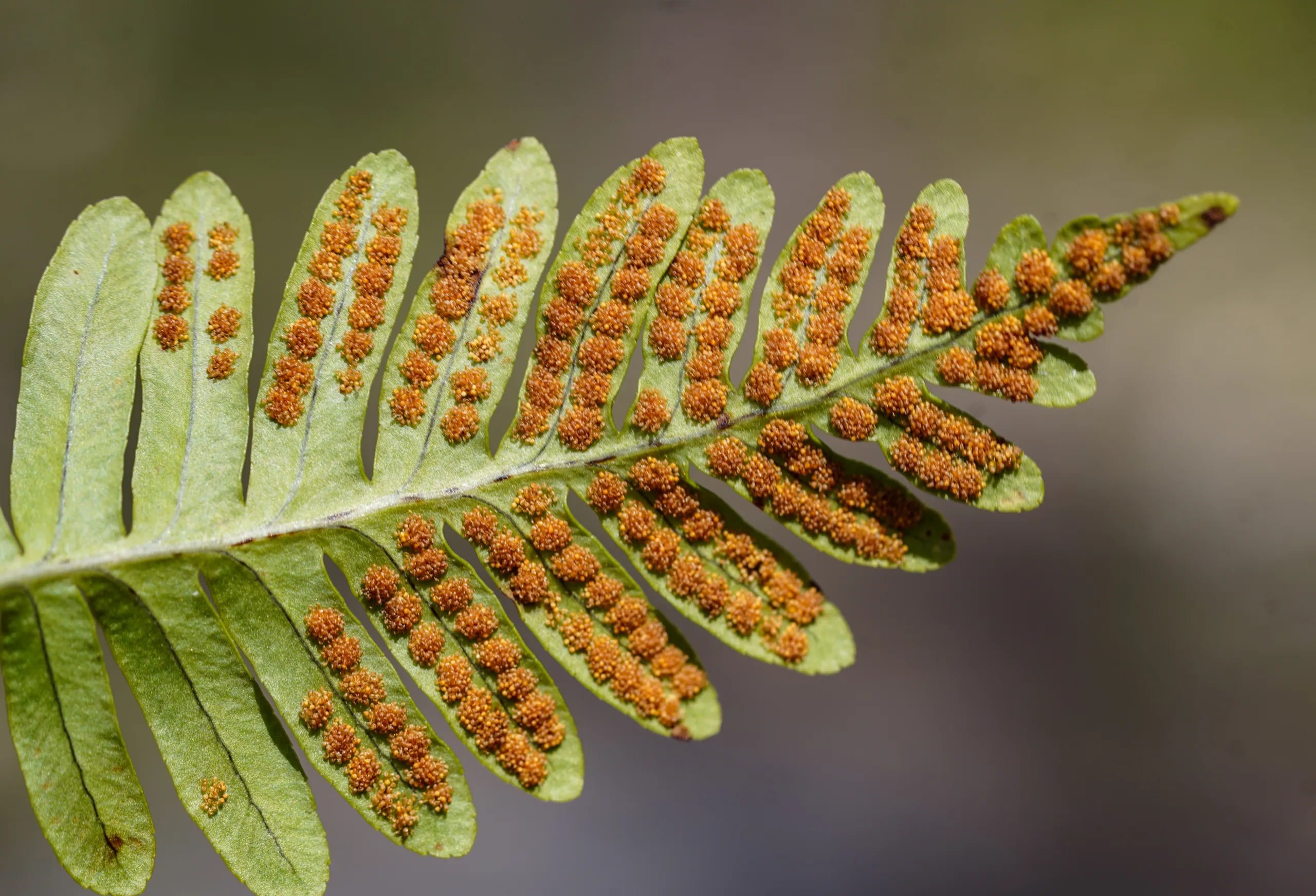 Polypodium vulgare