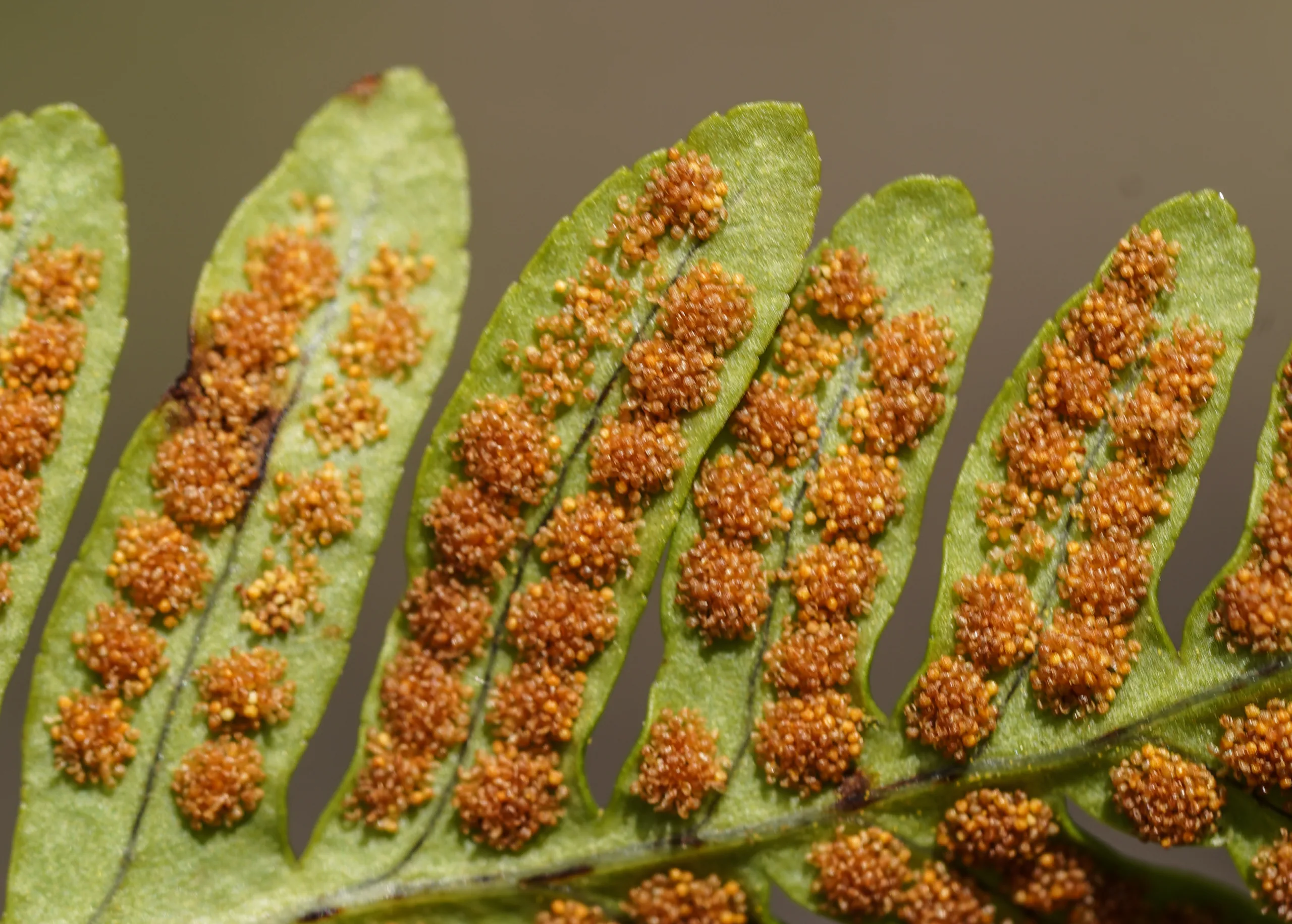 Polypodium vulgare (Besbaye)