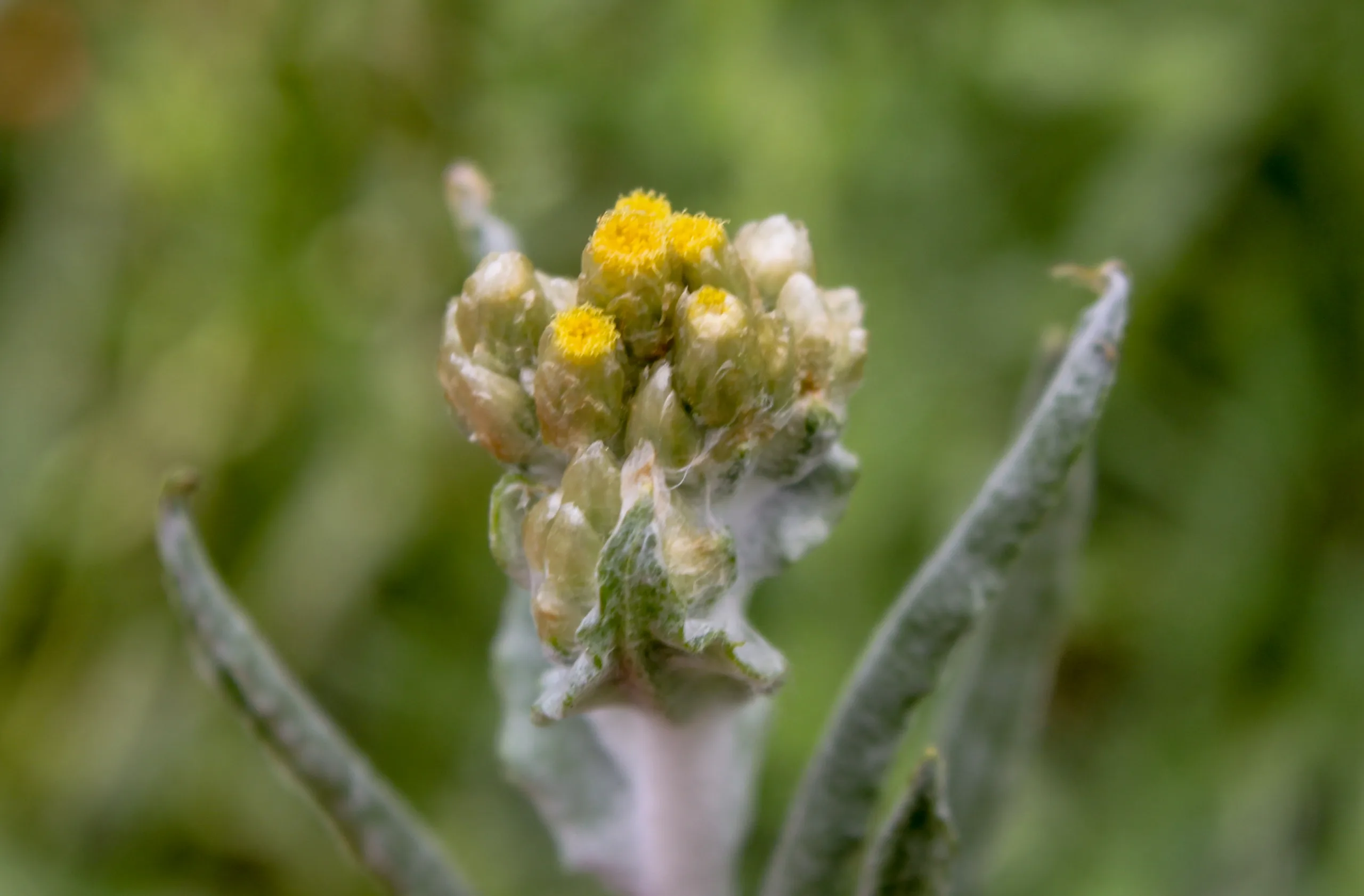 Pseudognaphalium (Yalancıbozağan)