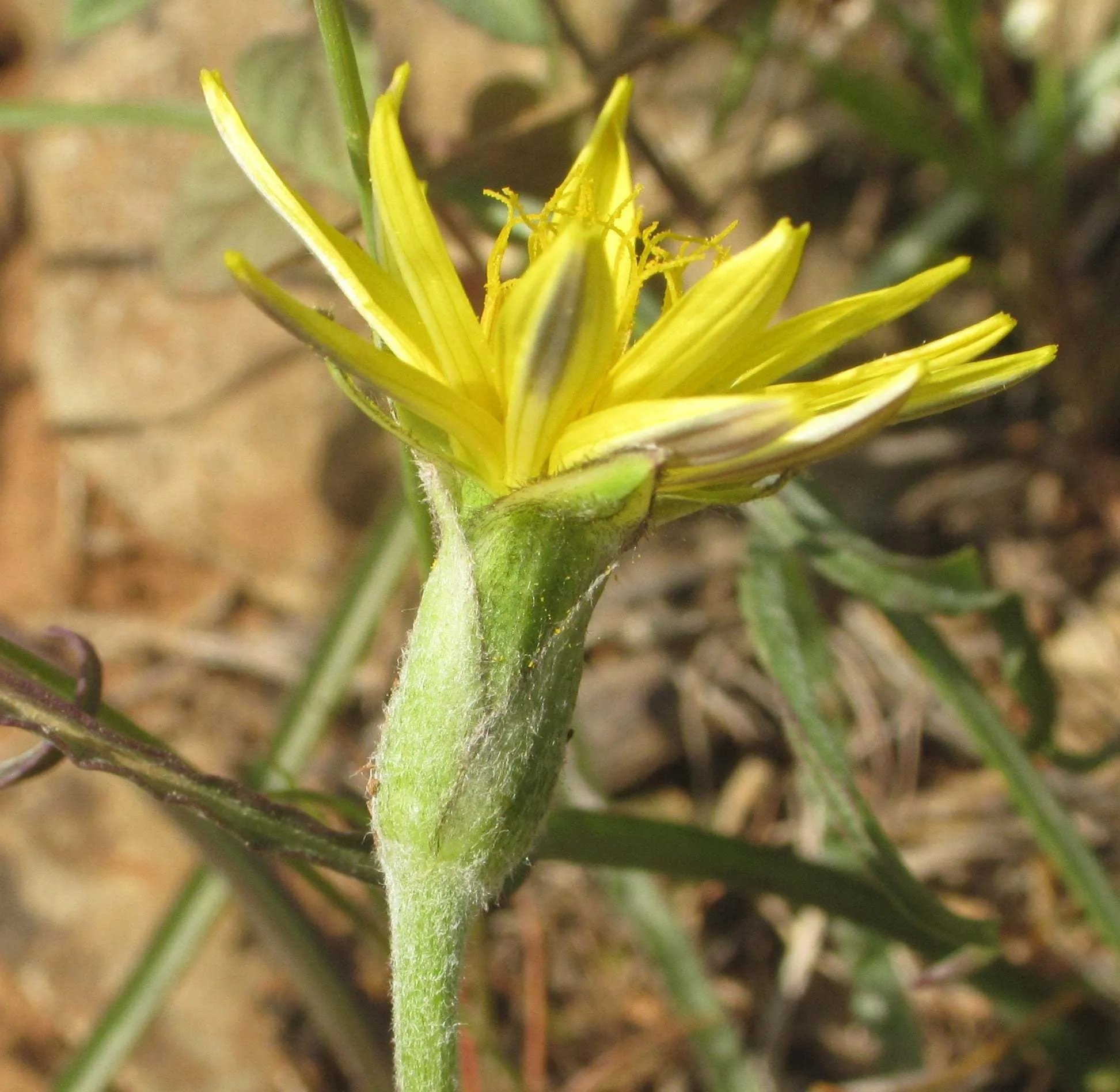 Pseudopodospermum molle