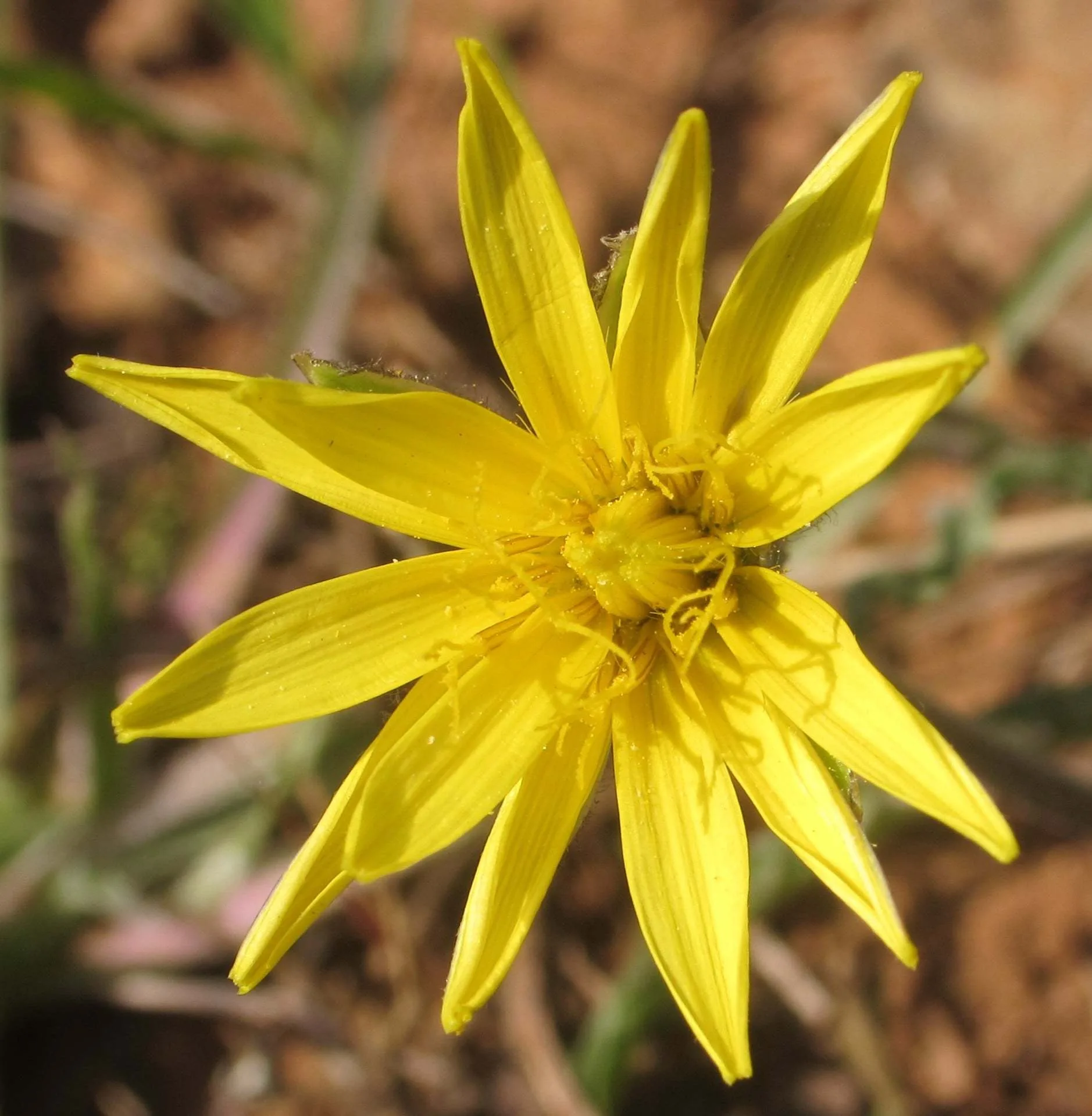 Pseudopodospermum molle