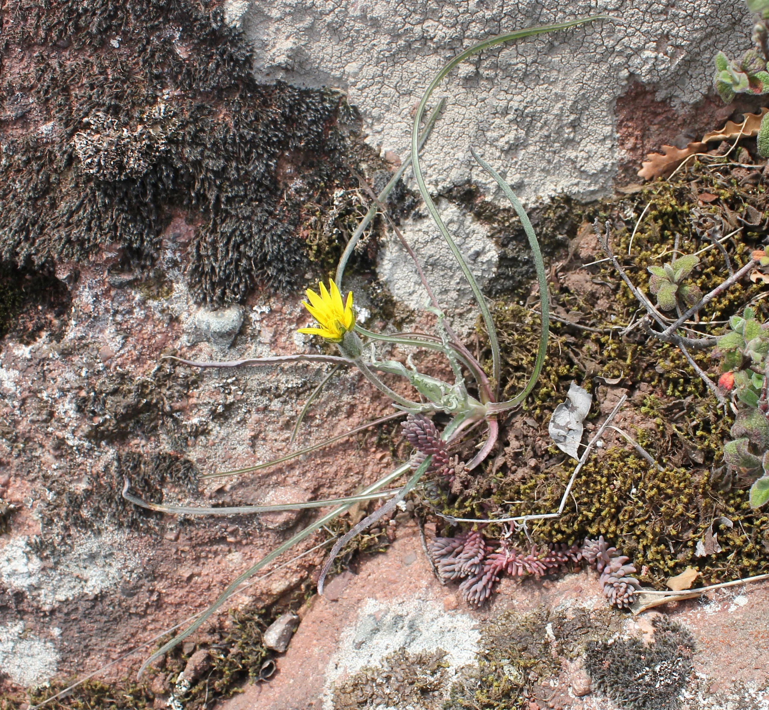 Pseudopodospermum molle