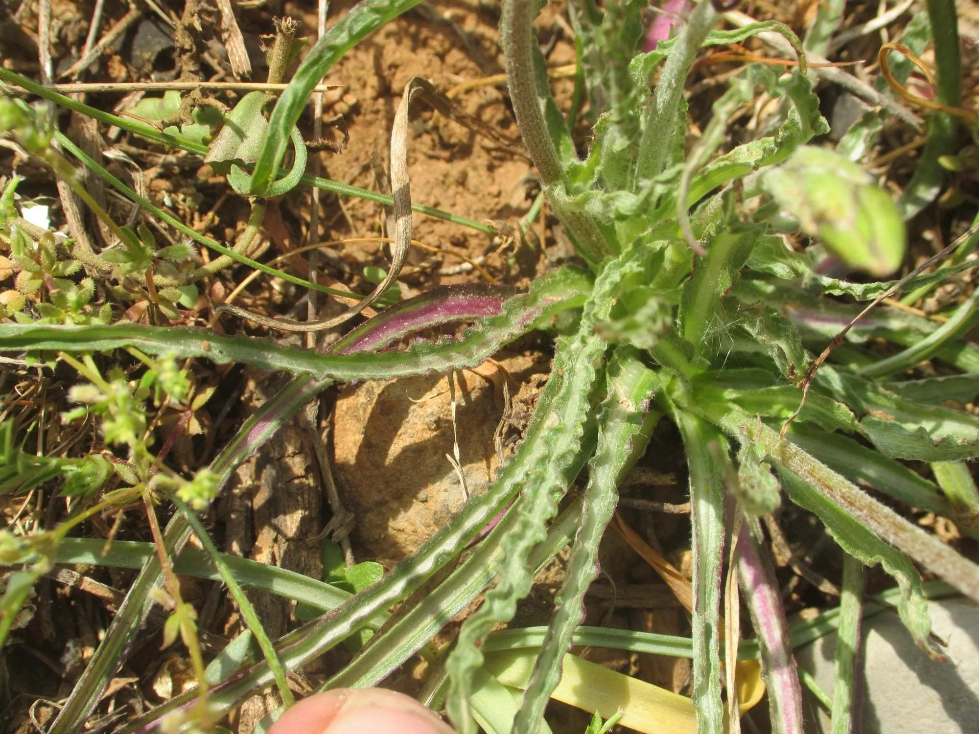 Pseudopodospermum molle