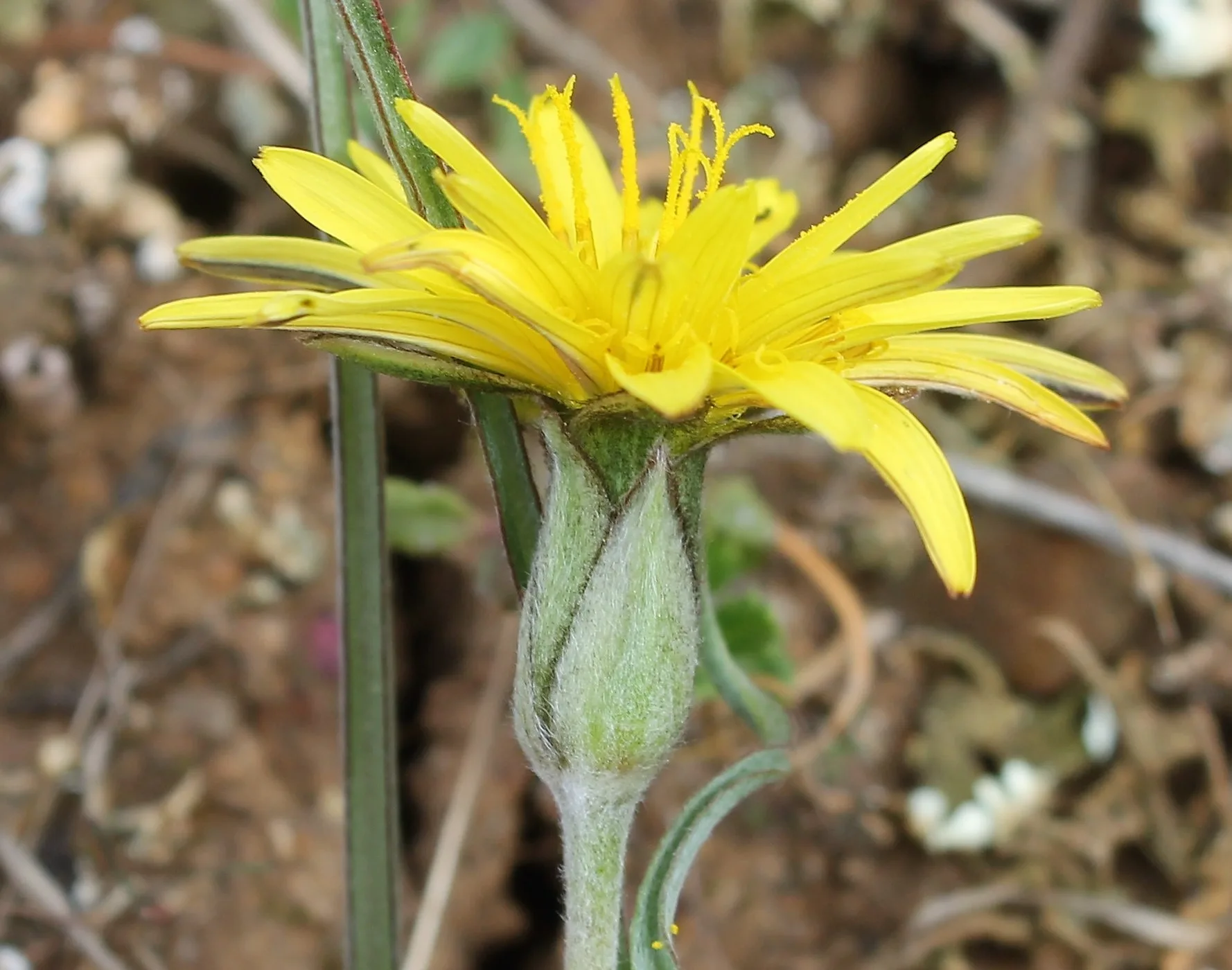 Pseudopodospermum molle