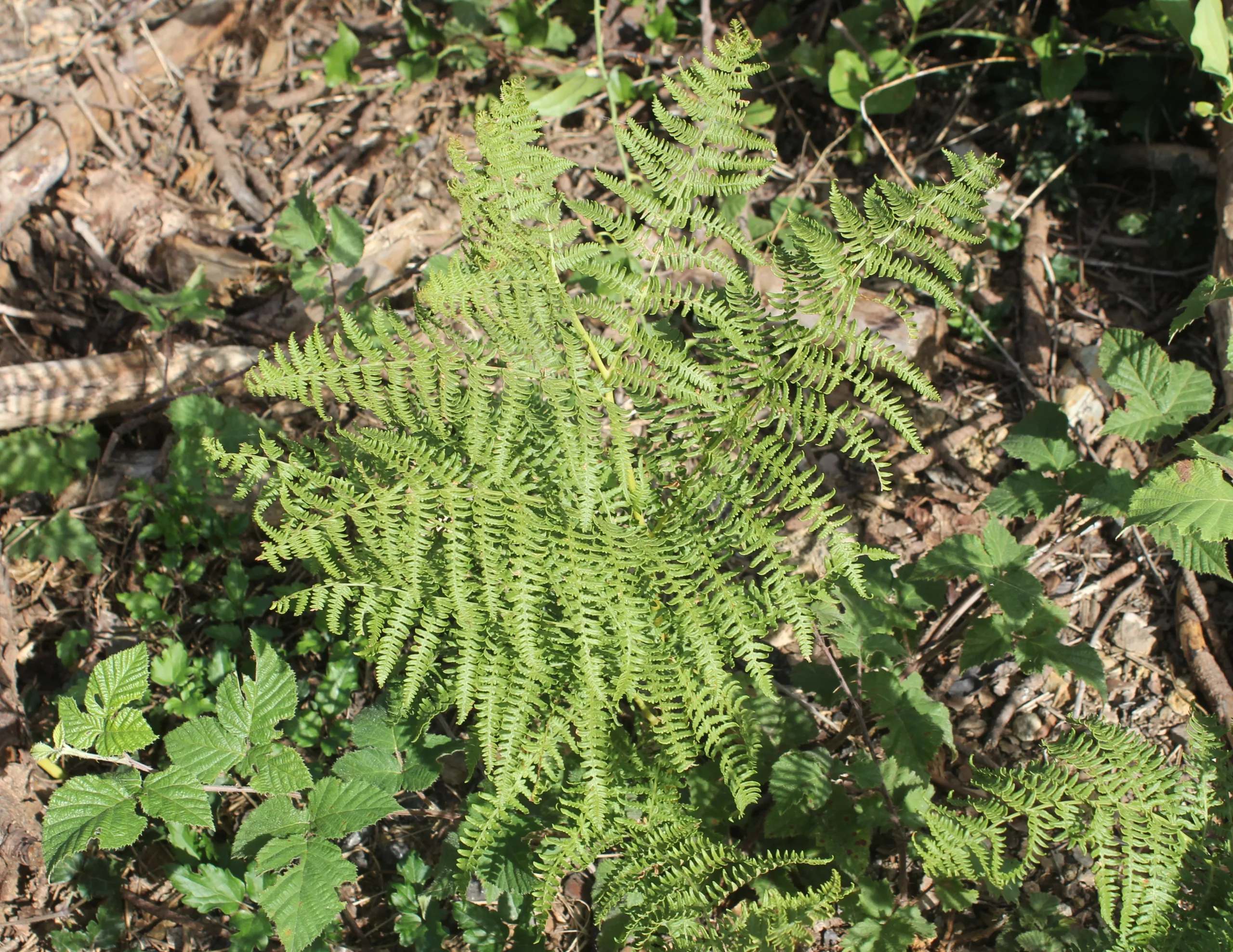 Pteridium aquilinum