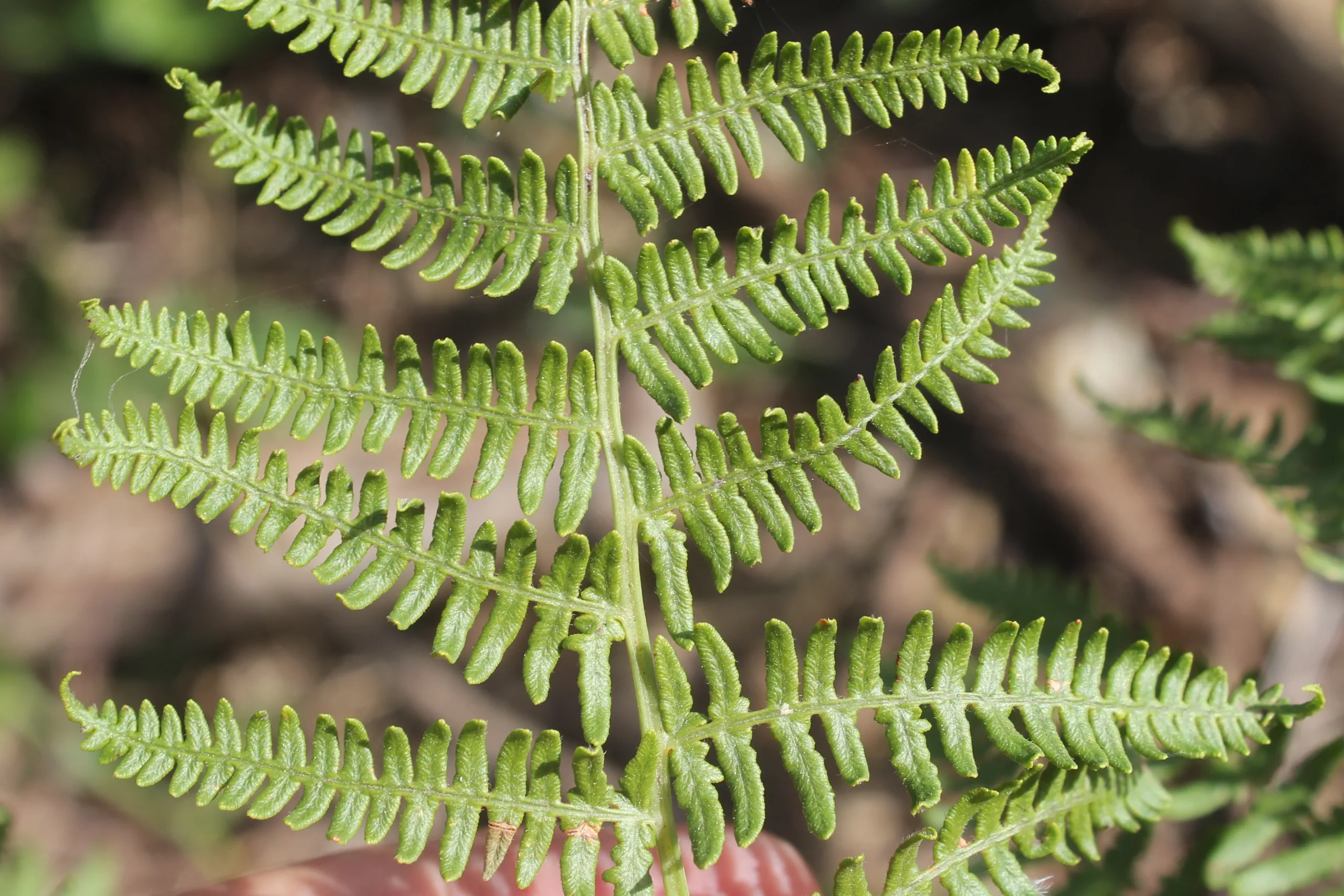 Pteridium aquilinum