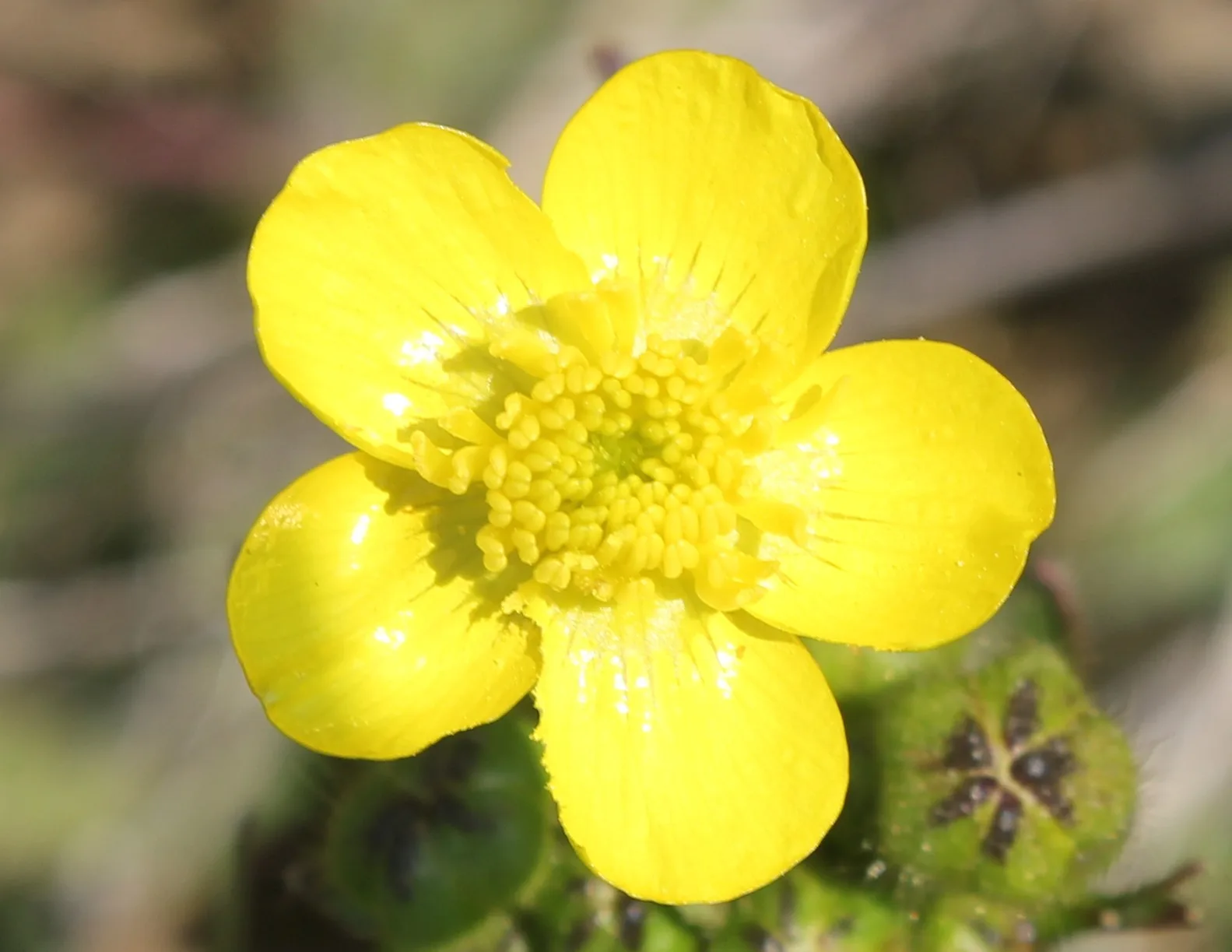 Ranunculus constantinopolitanus