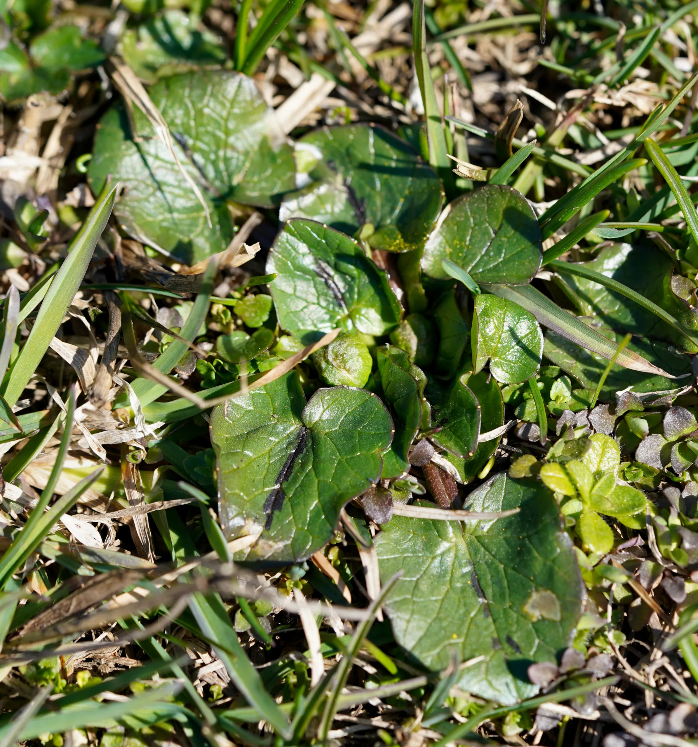 Ranunculus ficaria subsp. calthifolius