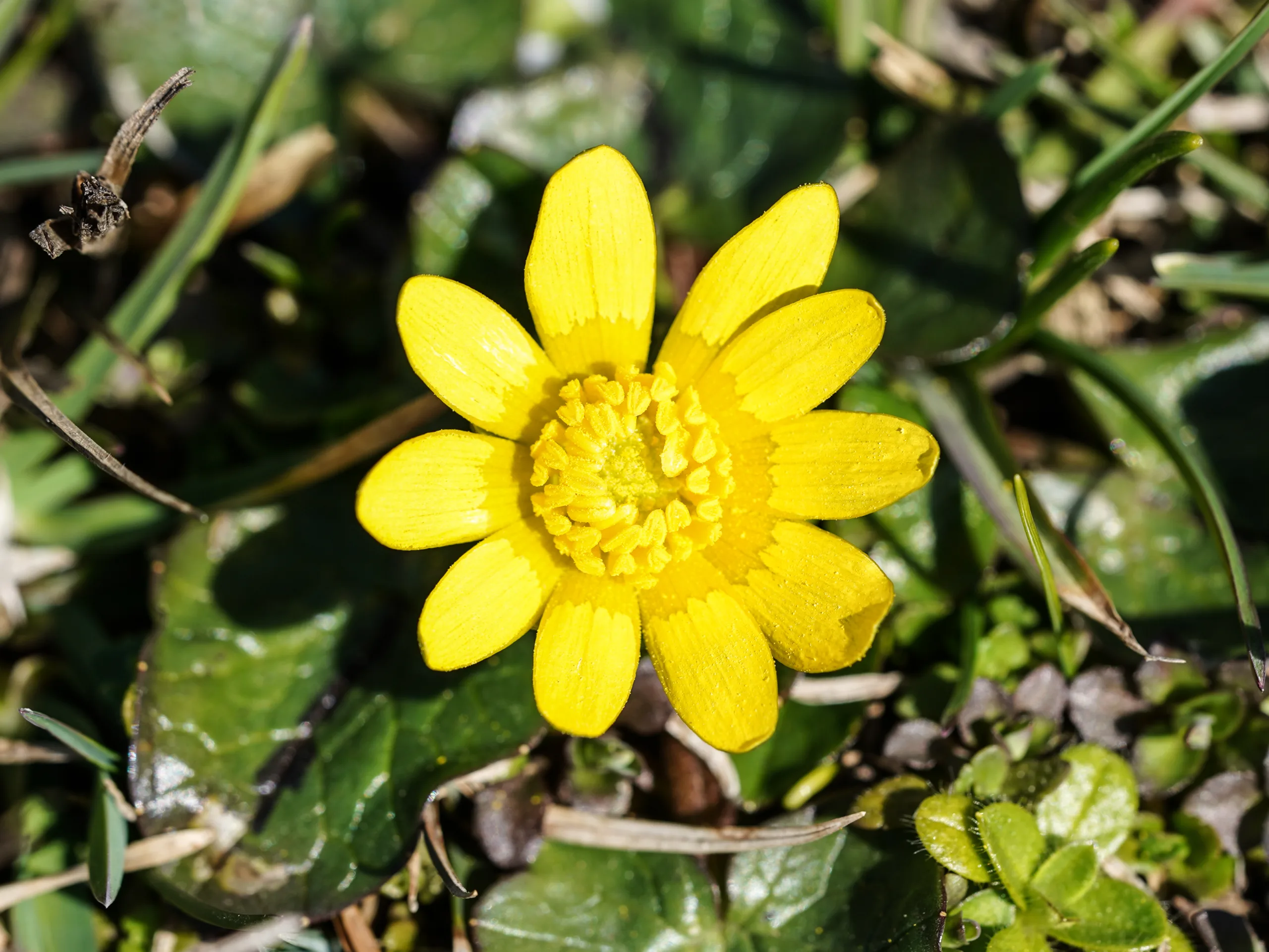 Ranunculus ficaria subsp. calthifolius (Çöp salebi)