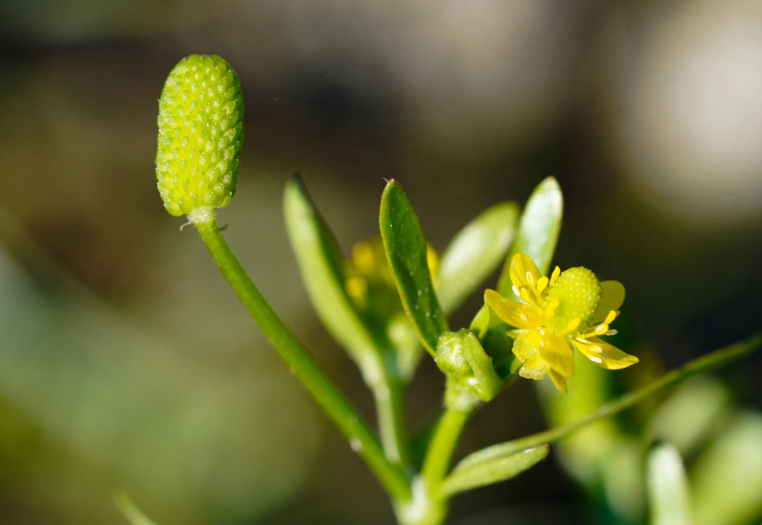 Ranunculus sceleratus