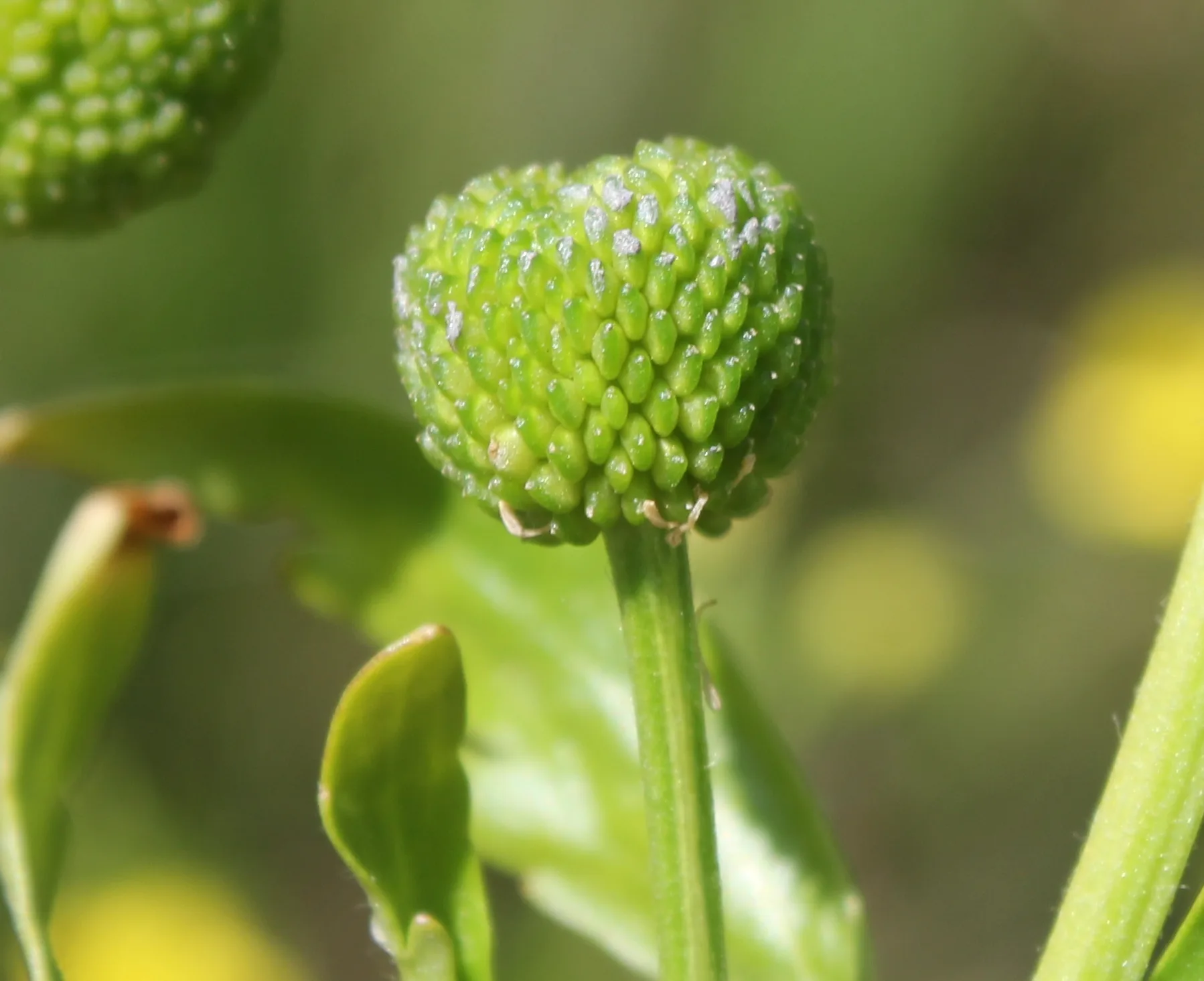 Ranunculus sceleratus