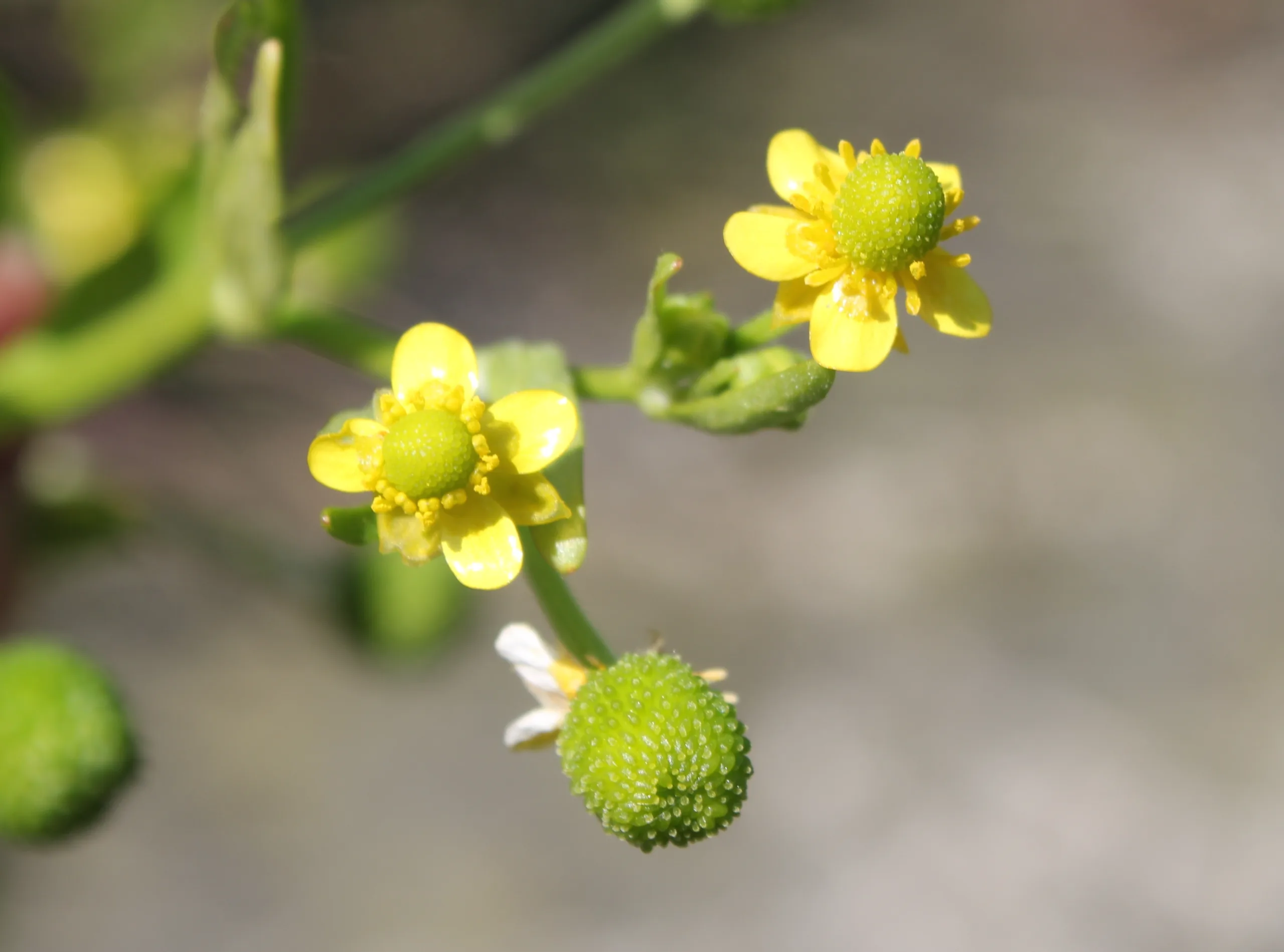 Ranunculus sceleratus