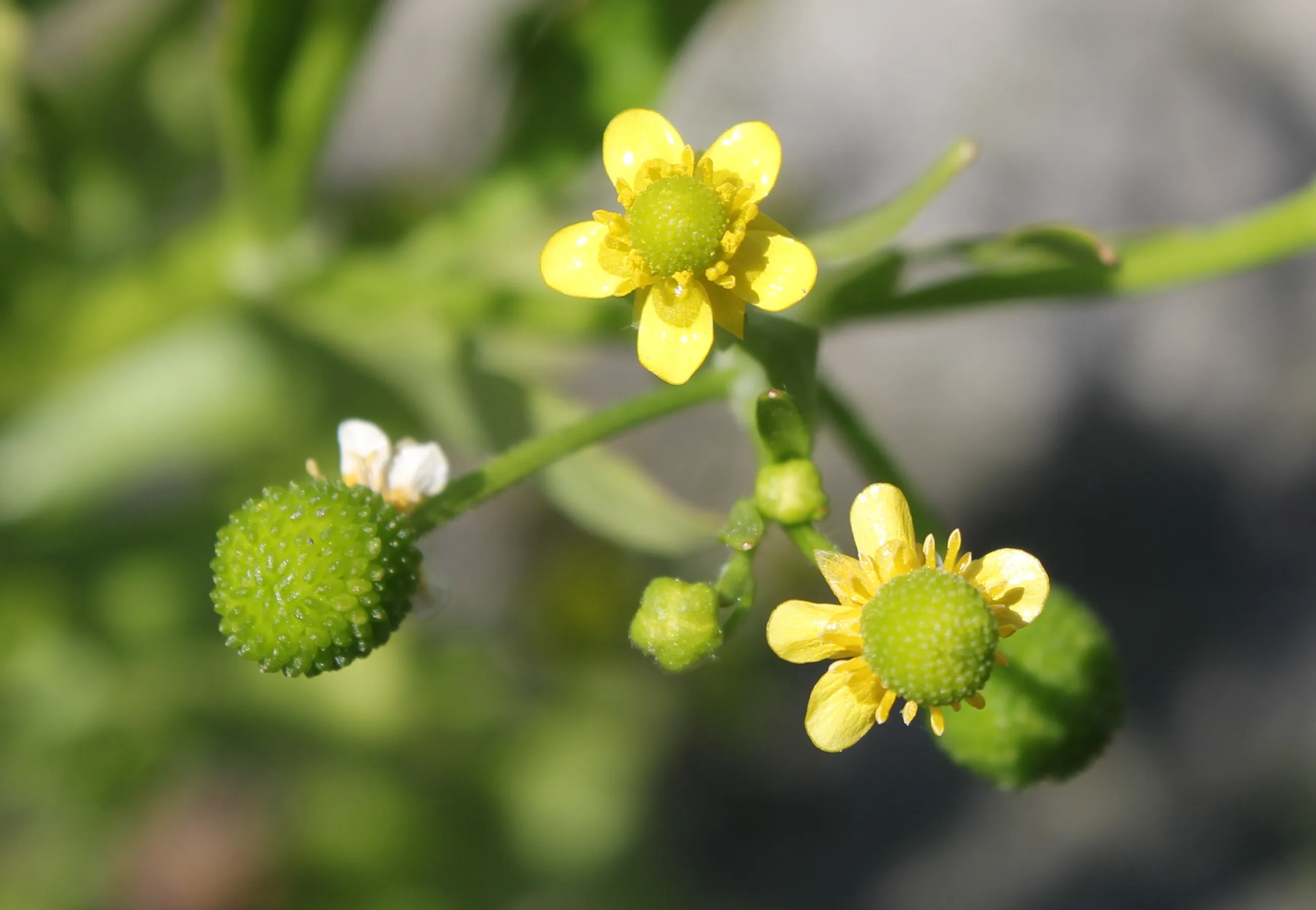 Ranunculus sceleratus