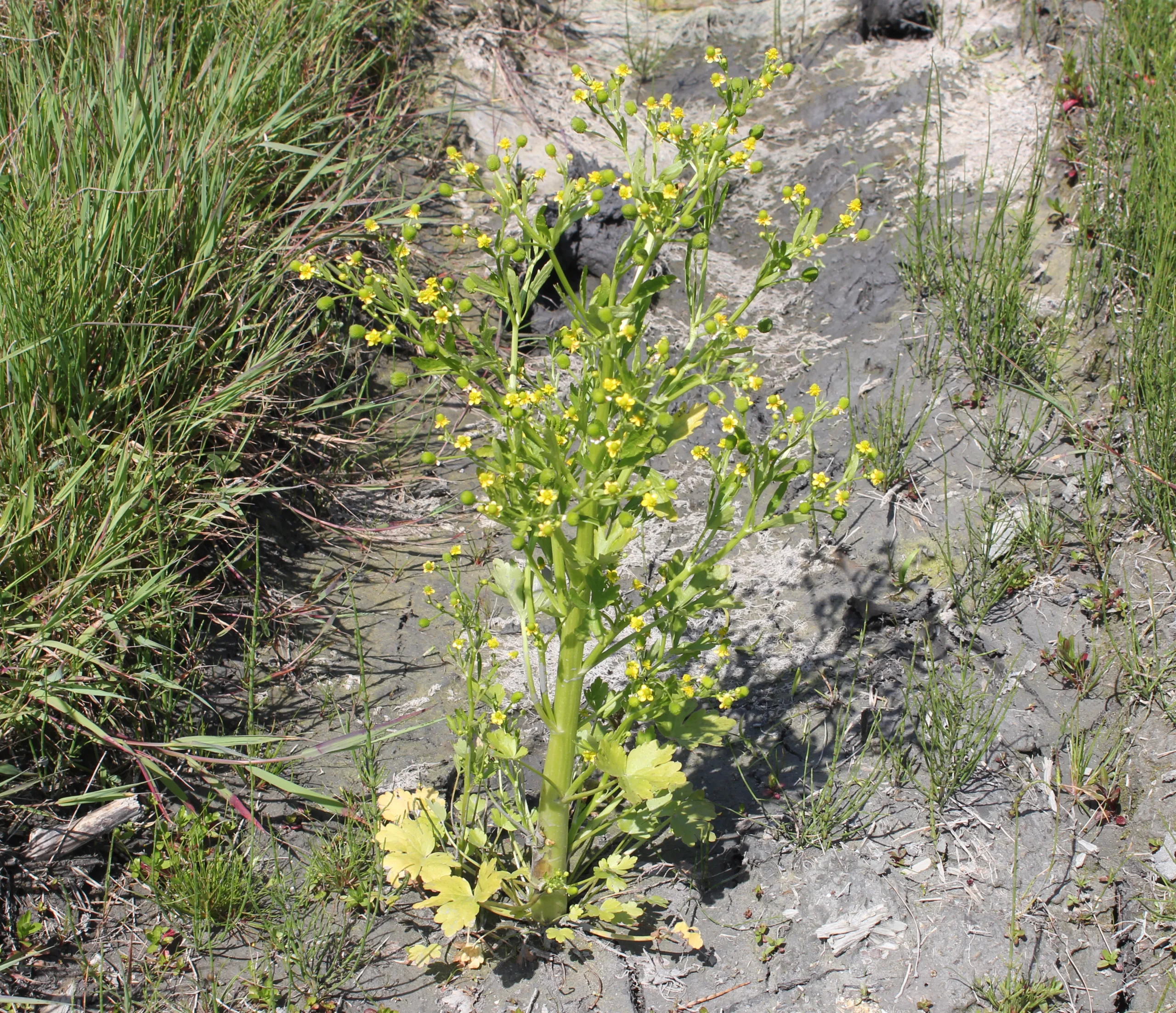 Ranunculus sceleratus