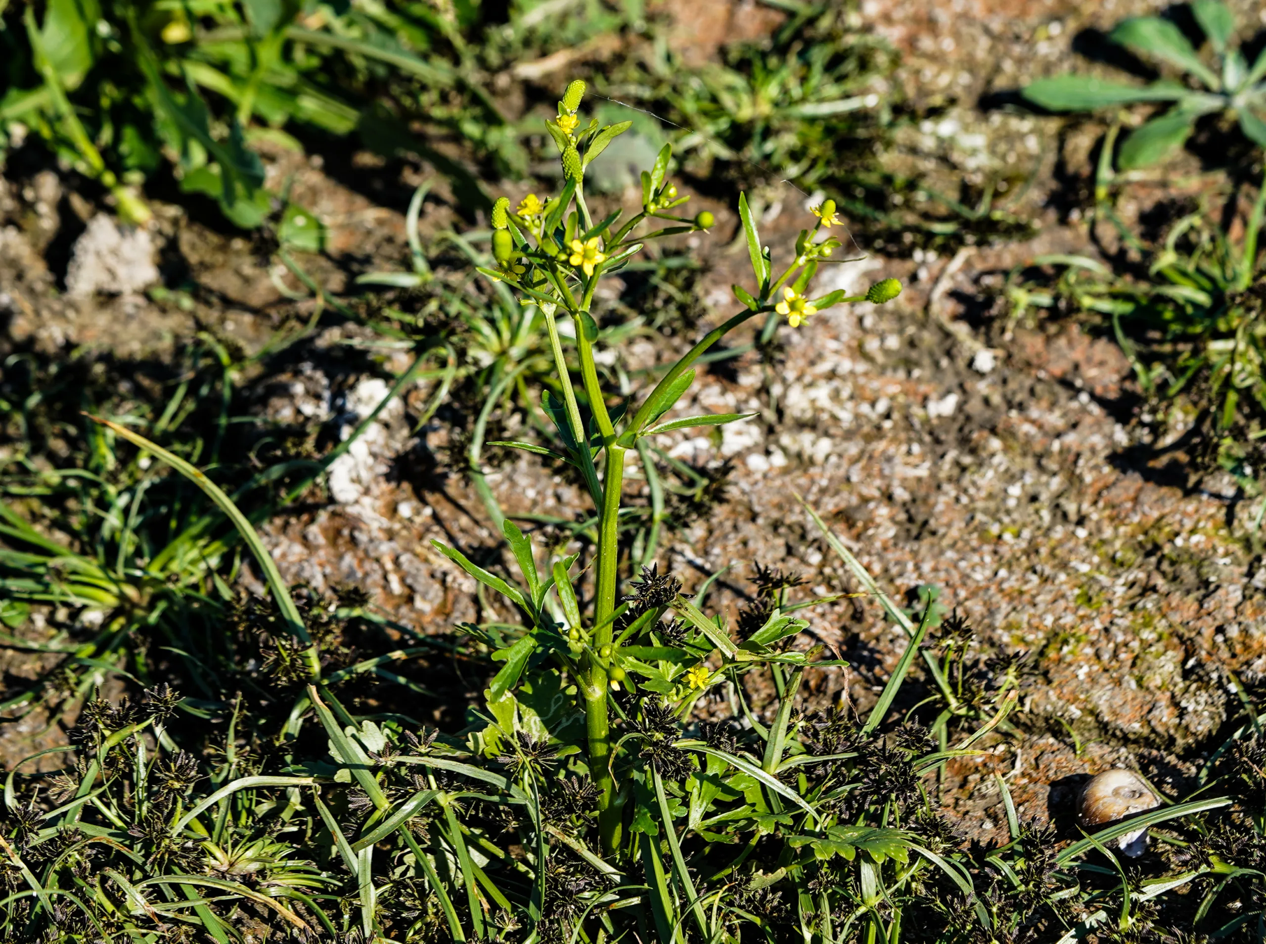Ranunculus sceleratus