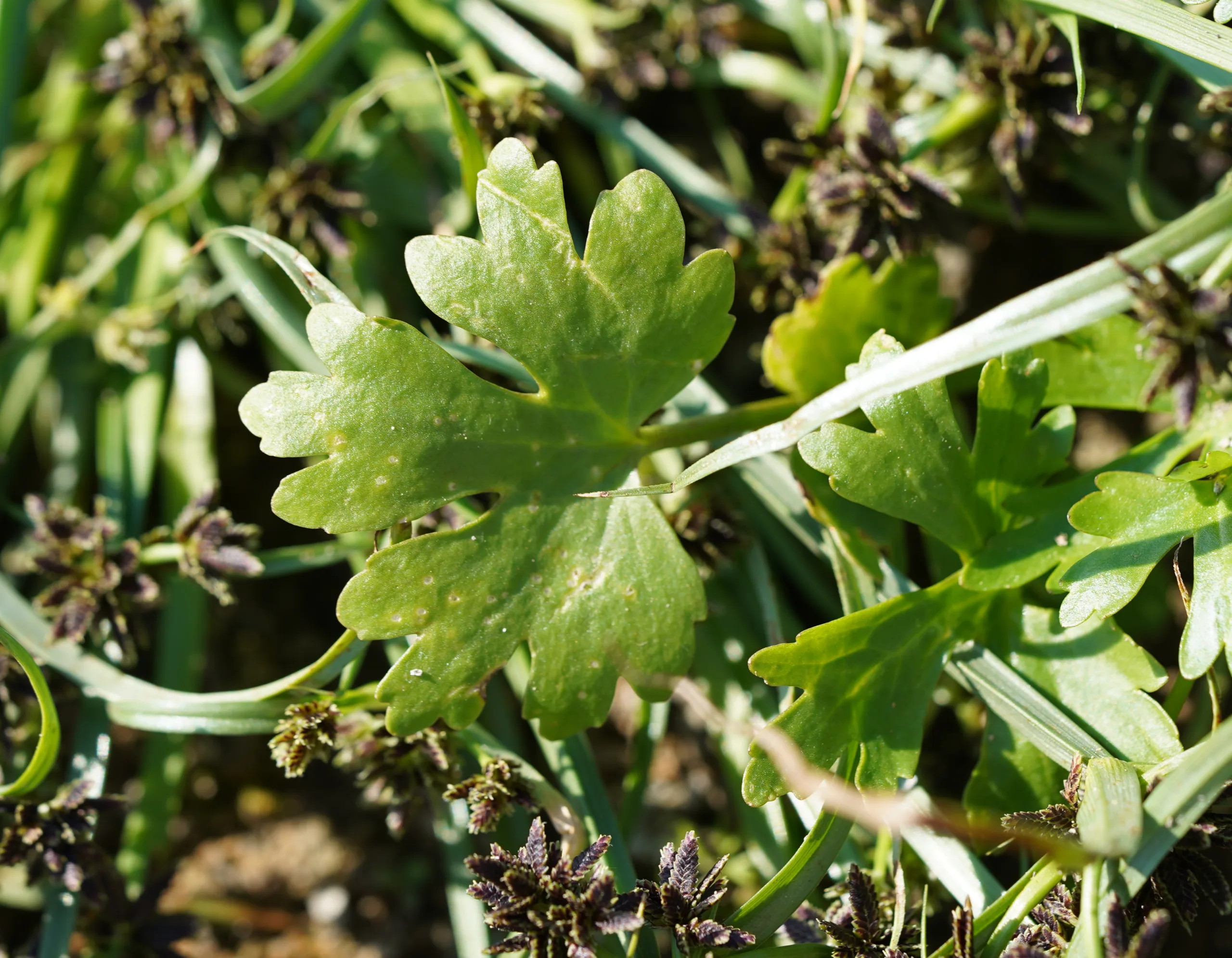 Ranunculus sceleratus