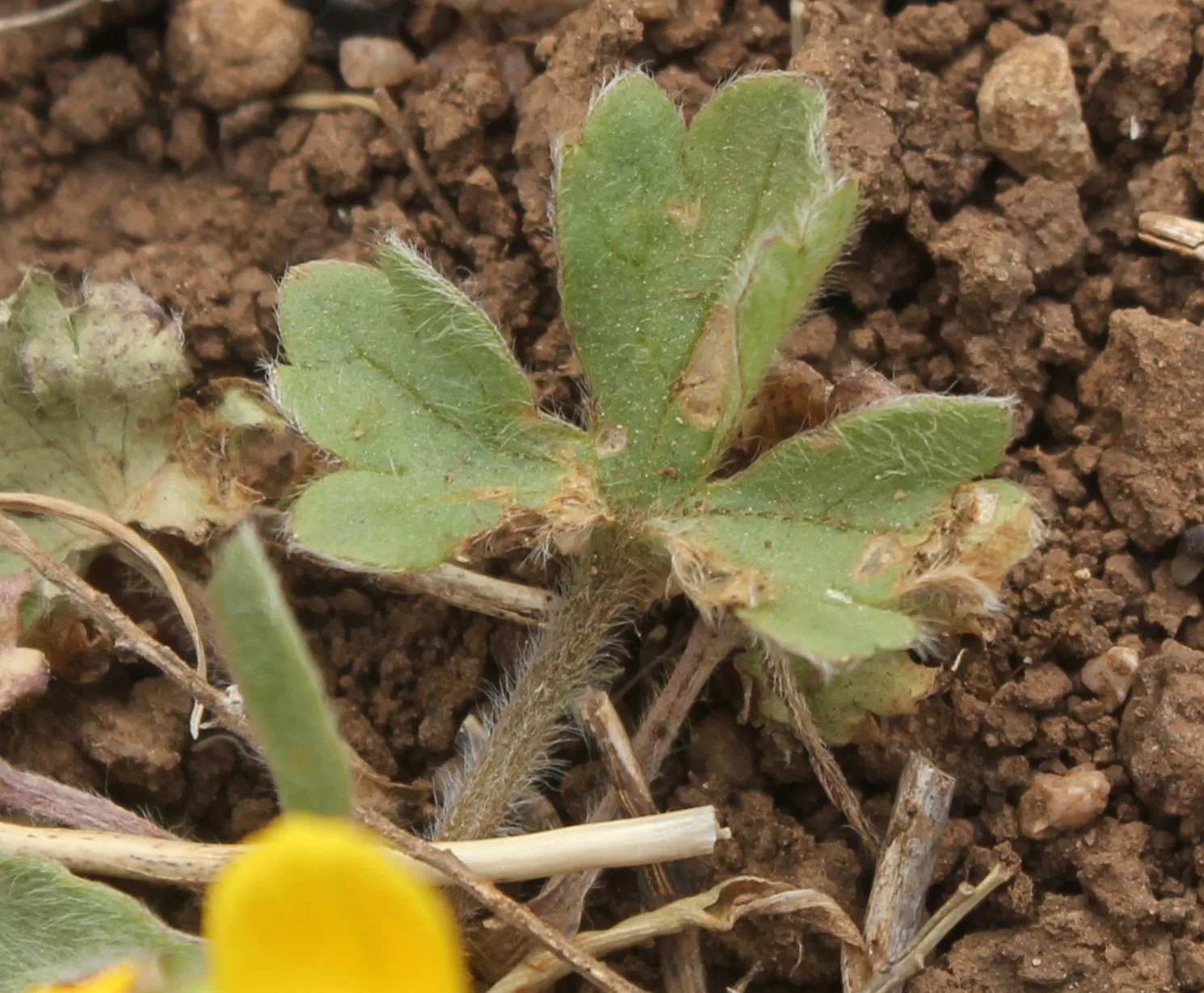 Ranunculus sprunerianus