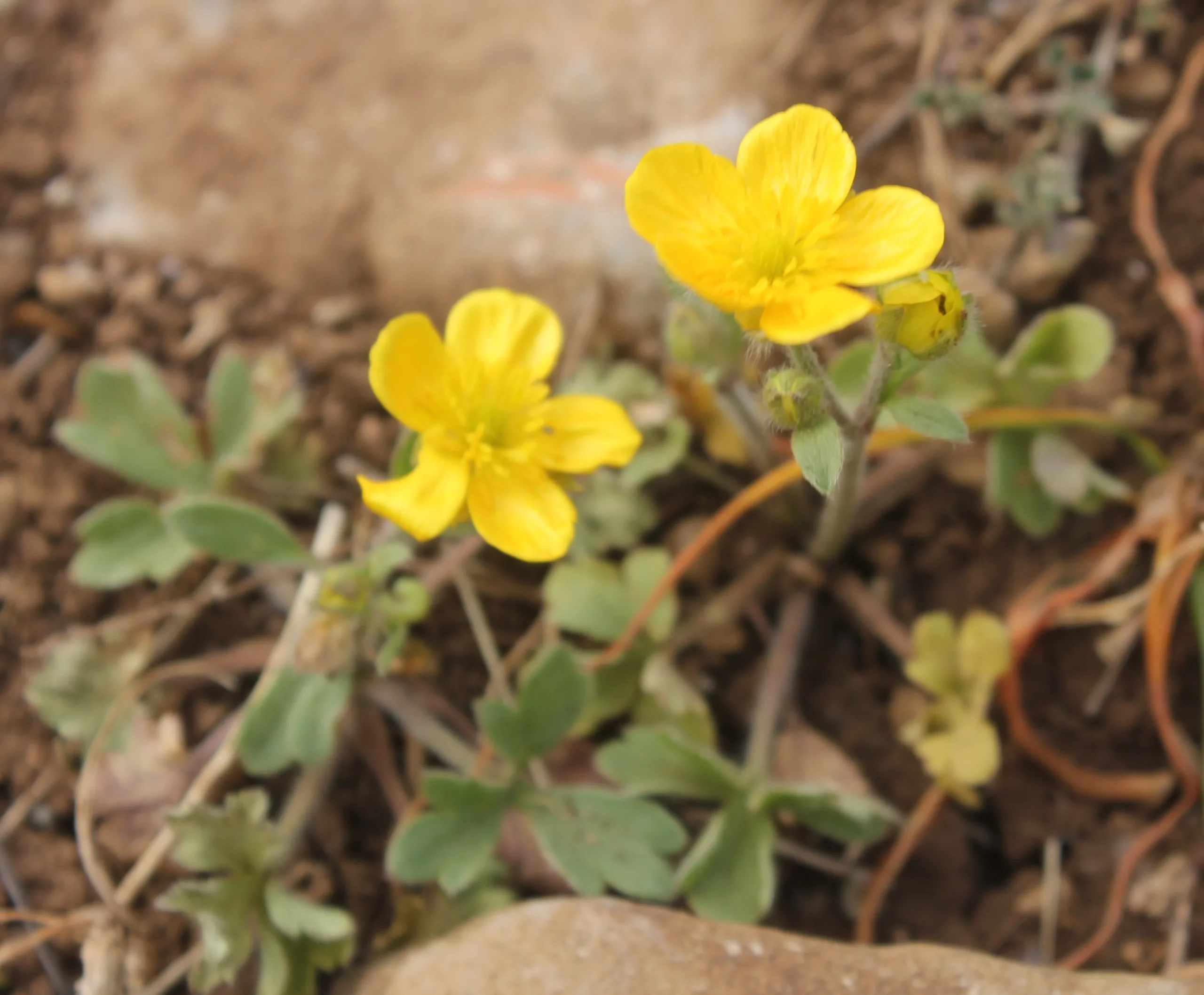 Ranunculus sprunerianus