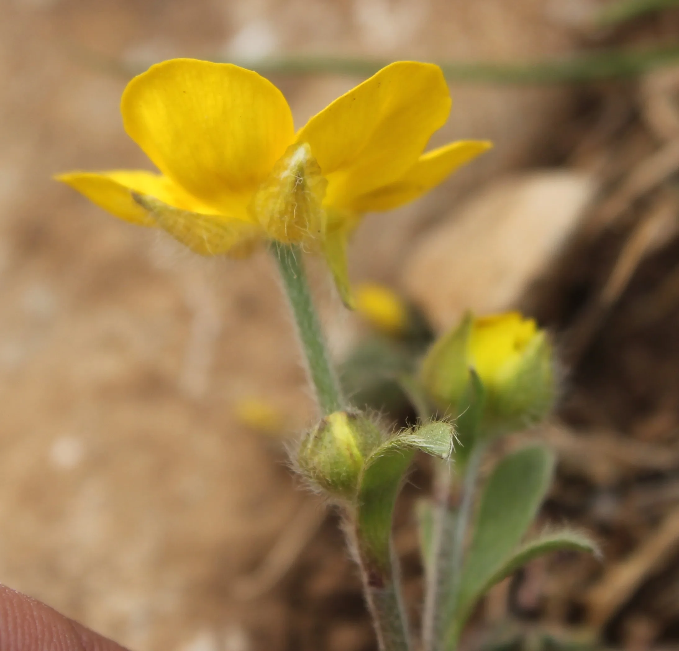 Ranunculus sprunerianus